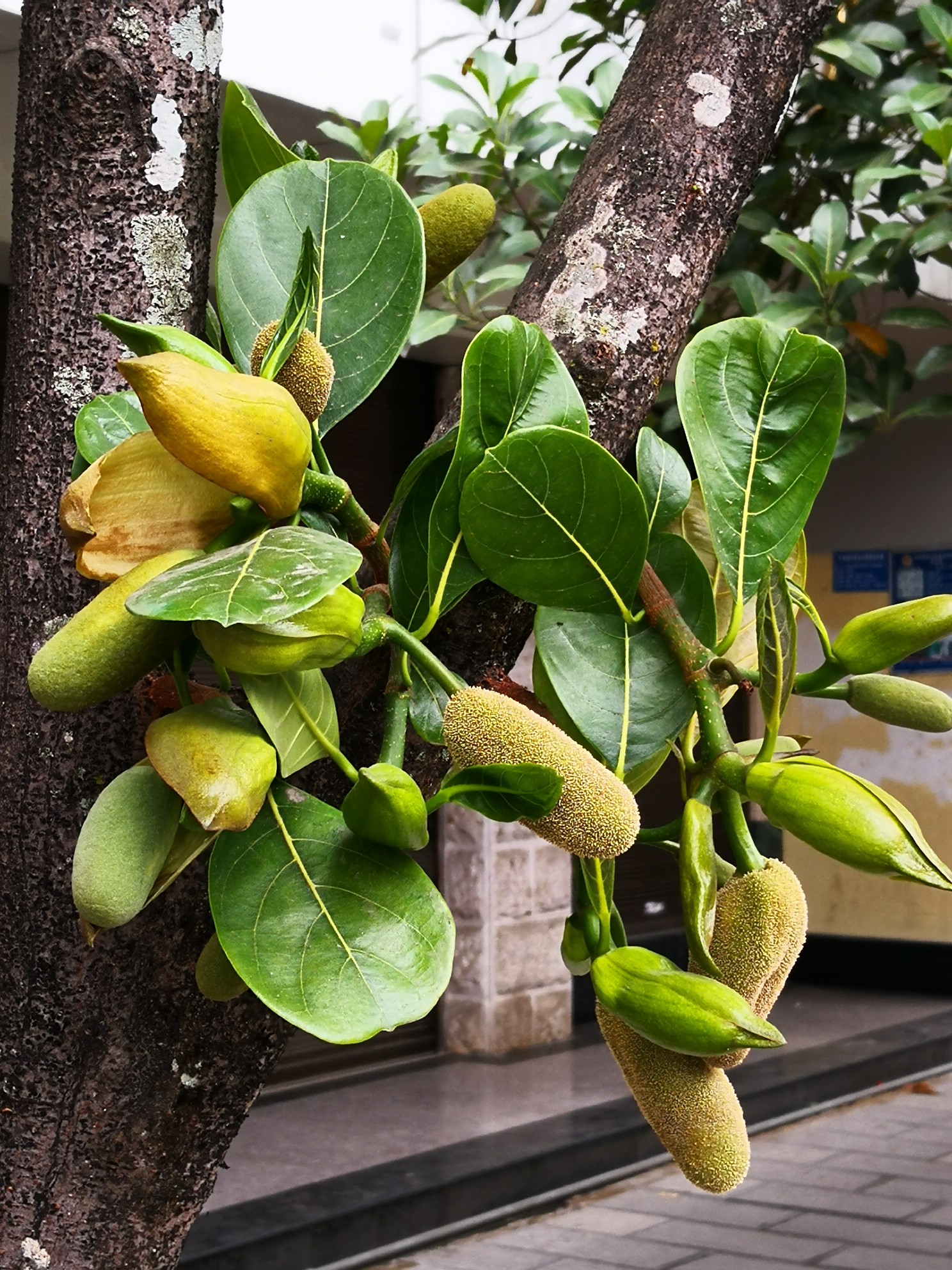 菠萝蜜树开花图片欣赏图片