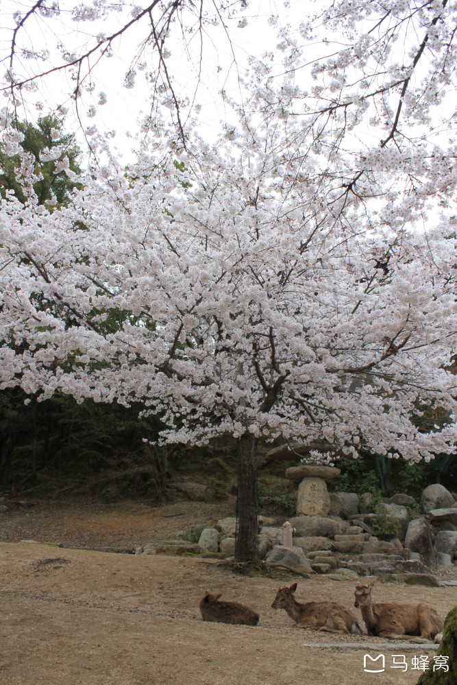 去广岛赏樱花,有哪些人气很高的赏樱地? - 马蜂窝