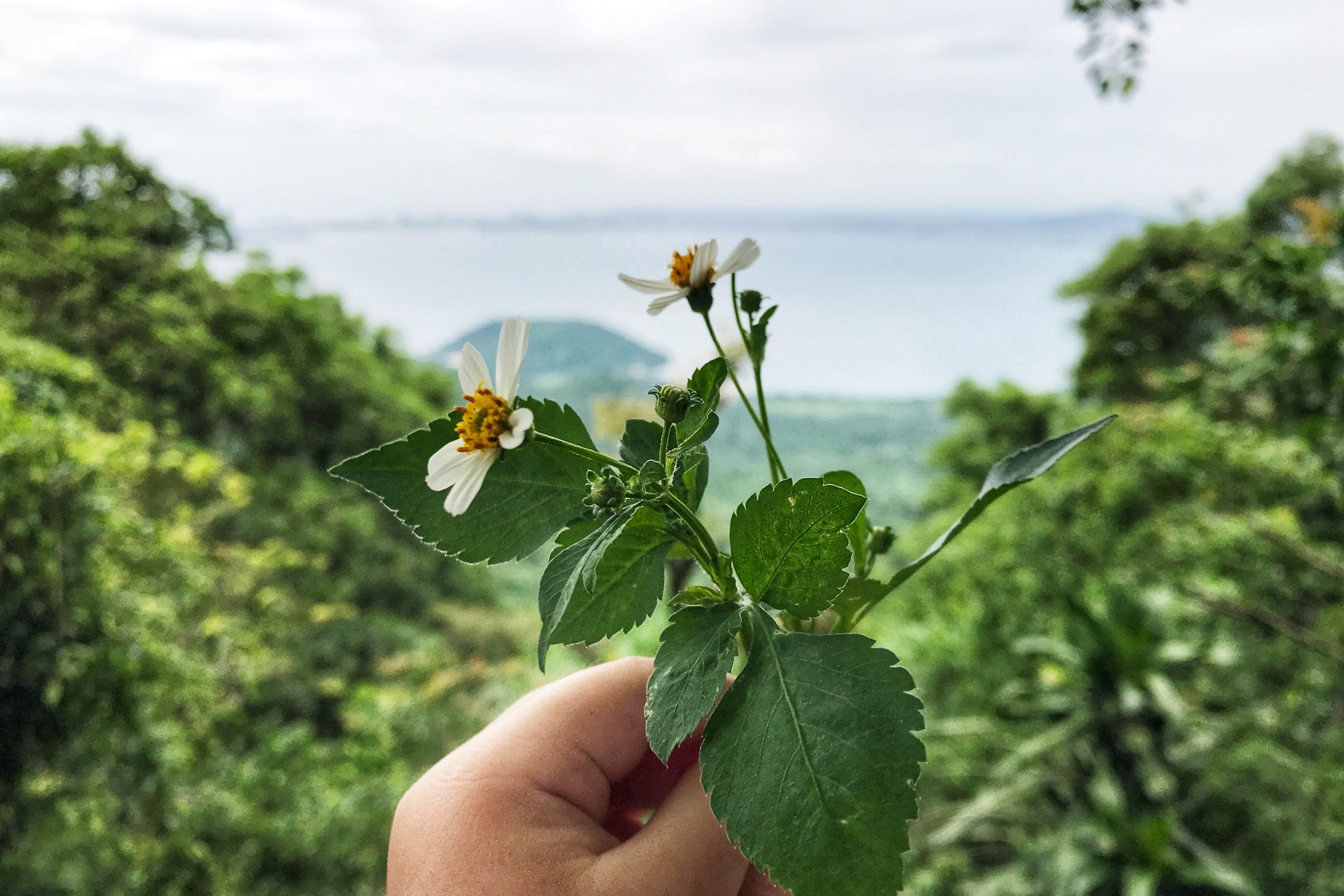 峴港自助遊攻略