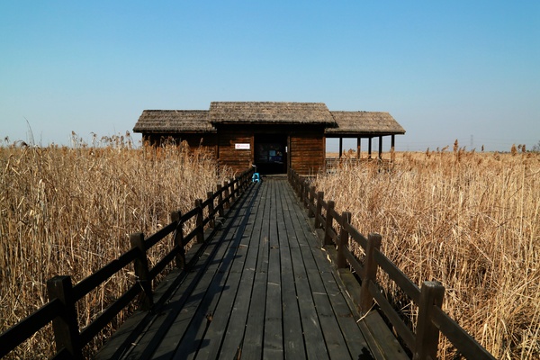 快樂遊寧波杭州灣國家溼地公園鳴鶴古鎮一日遊含單趟遊船單趟電瓶車