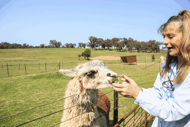 悉尼新州这个薰衣草农场,前院养鸵鸟,后山养羊驼!