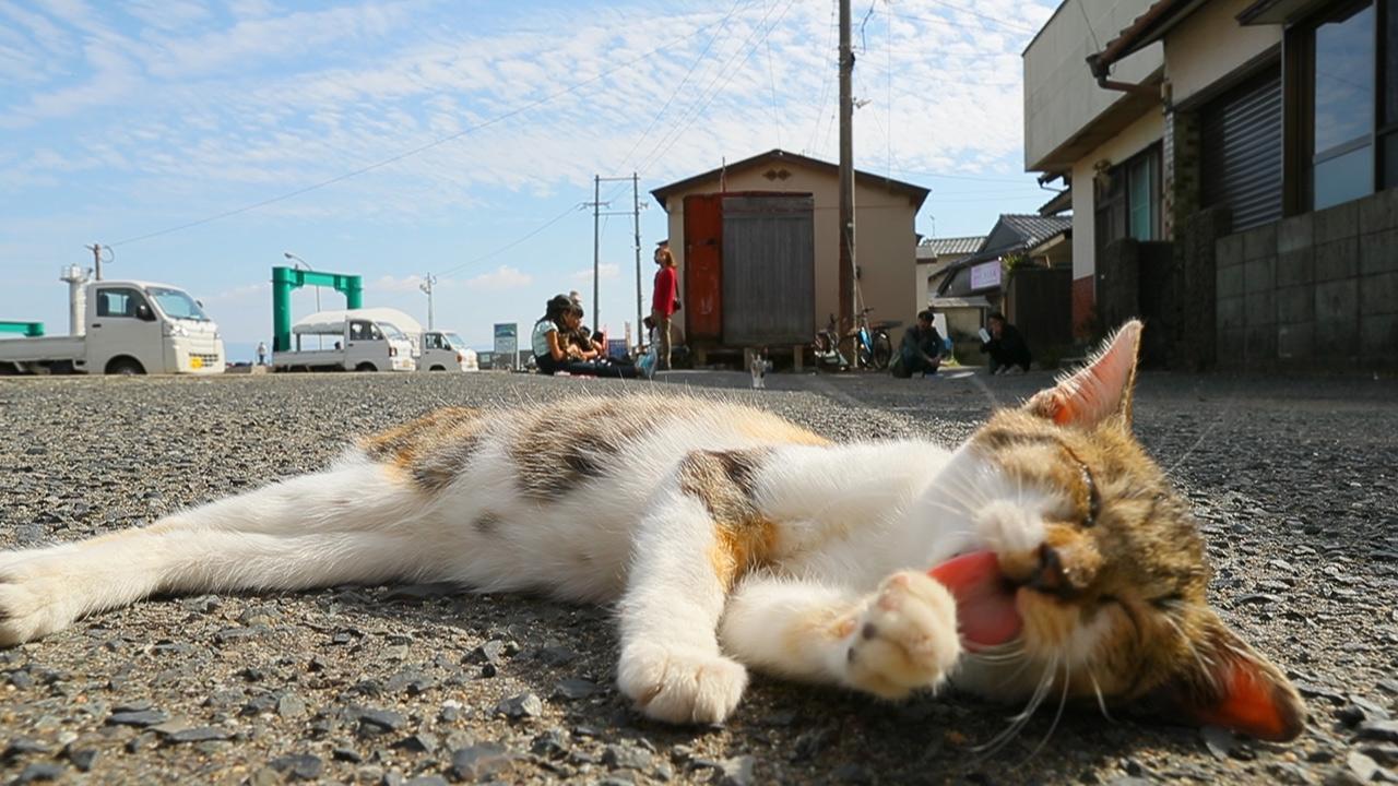 日本猫岛小盘点，哪些才“名副其实”？ - 马蜂窝