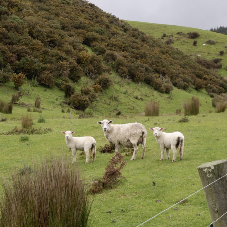 South Otago Museum