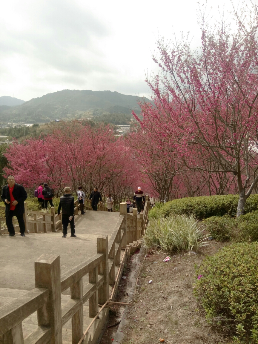 漳平一日游永福樱花园台福樱花园榉子洲公园箐城文化驿站