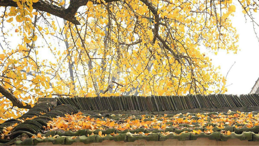 秋季浙江周边一日游推荐，带娃打卡网红赏秋地