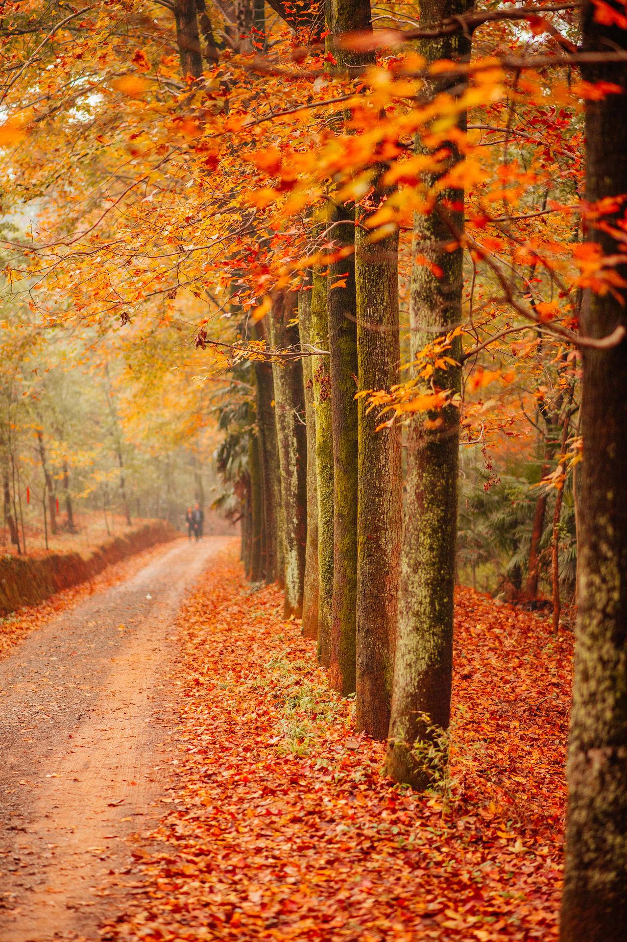秋季浙江周边一日游推荐，带娃打卡网红赏秋地