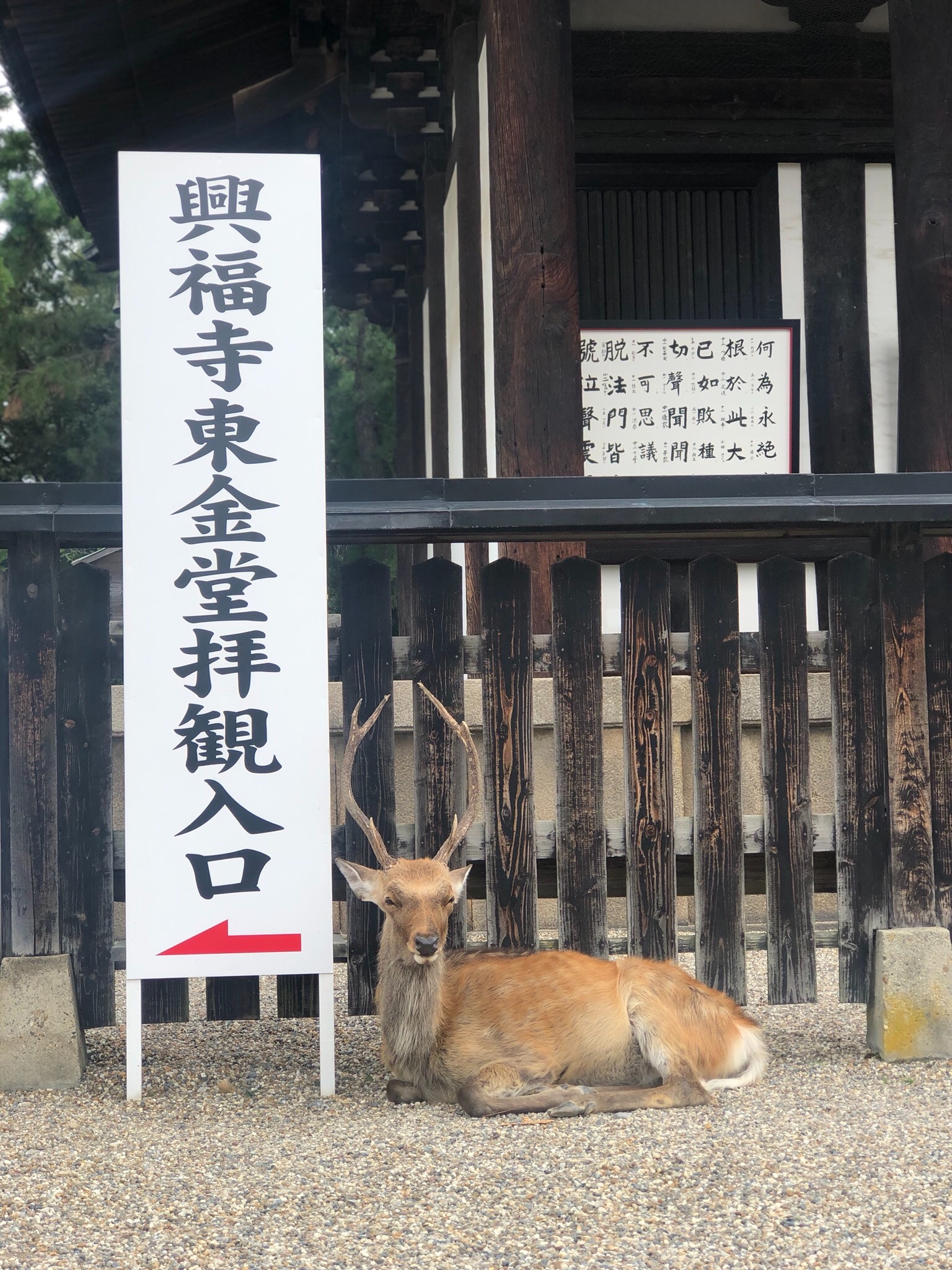 京都自助遊攻略