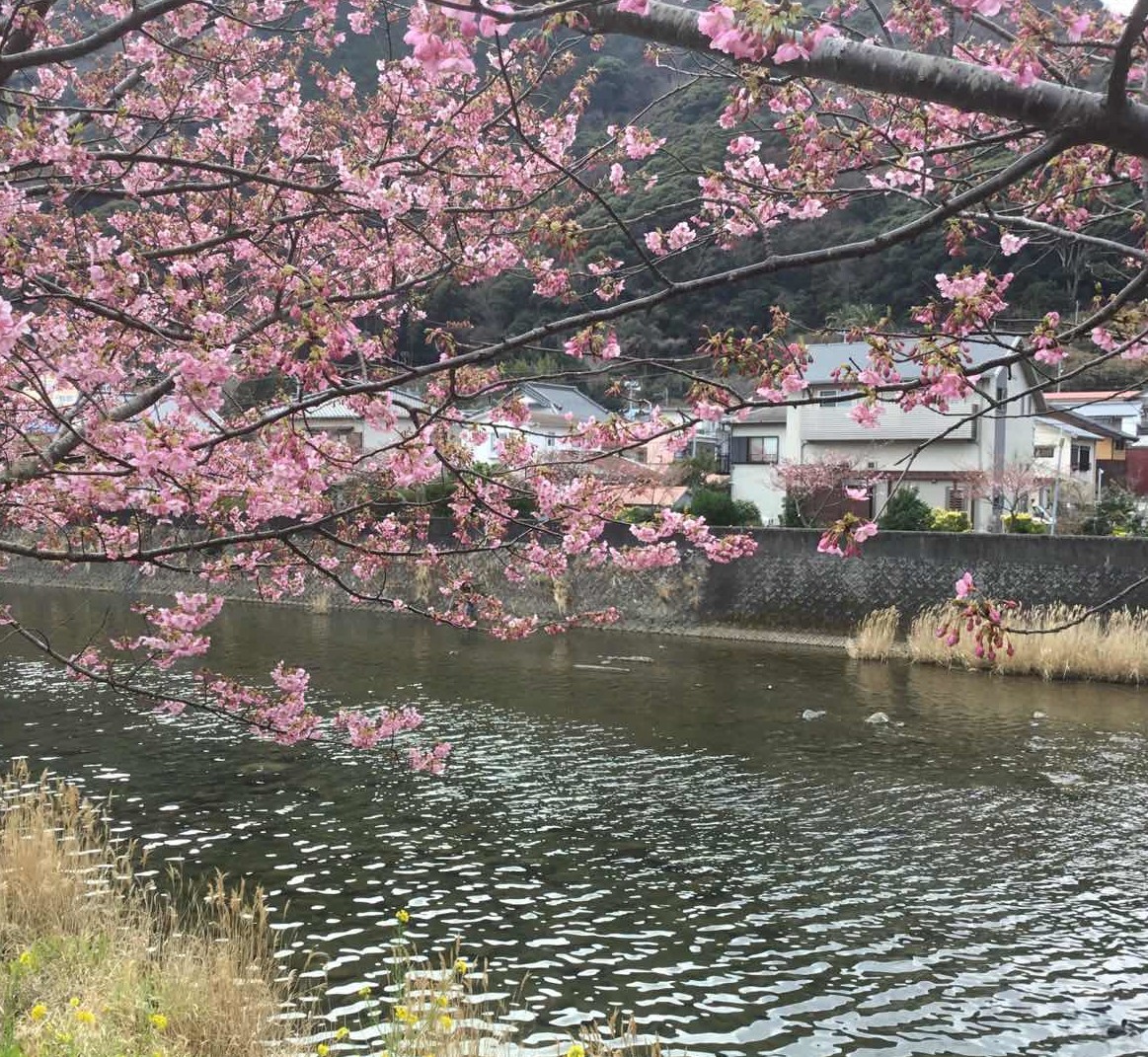 樱花红陌上日本热门赏樱地攻略- 手机马蜂窝