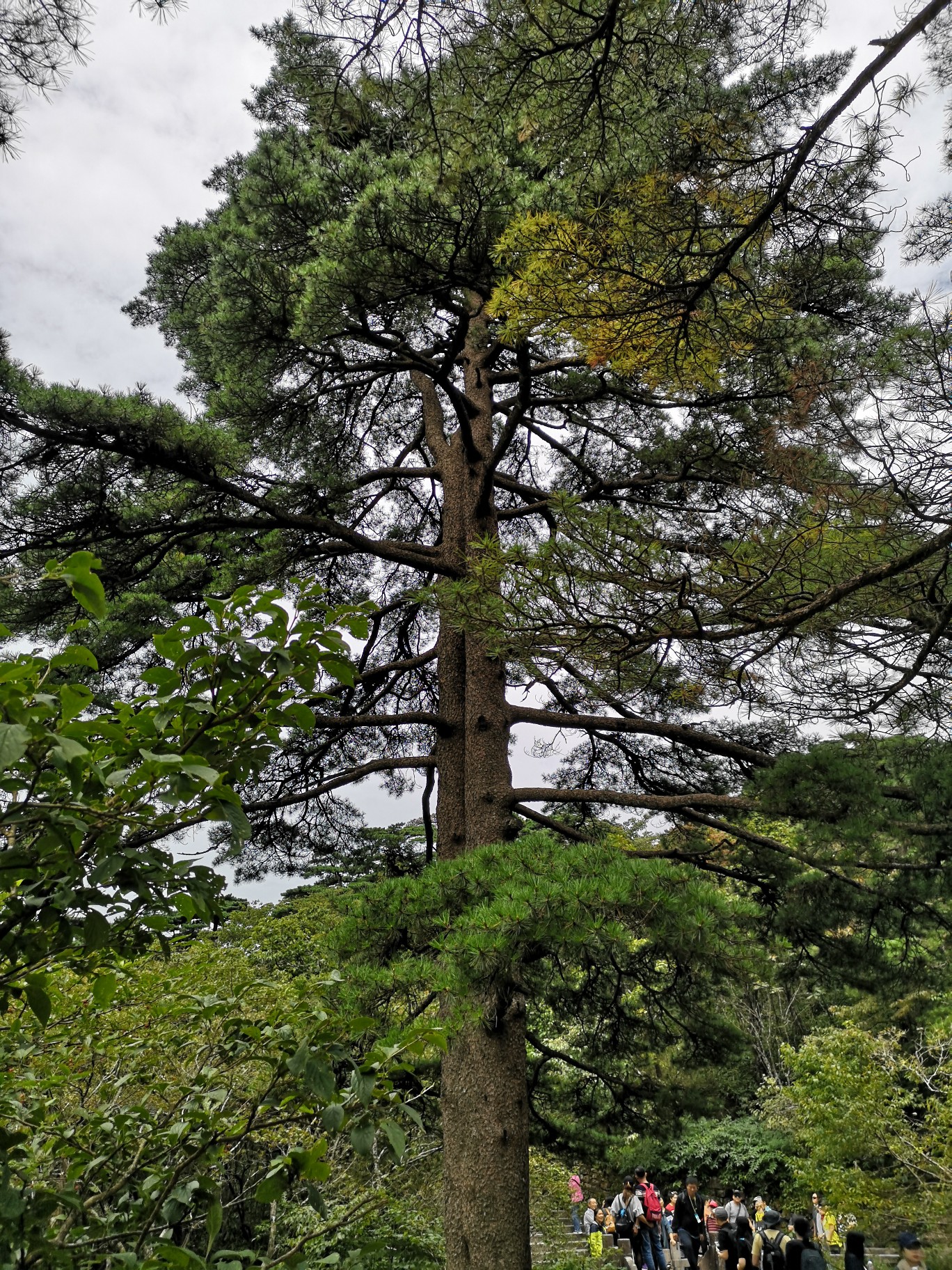 黃山自助遊攻略