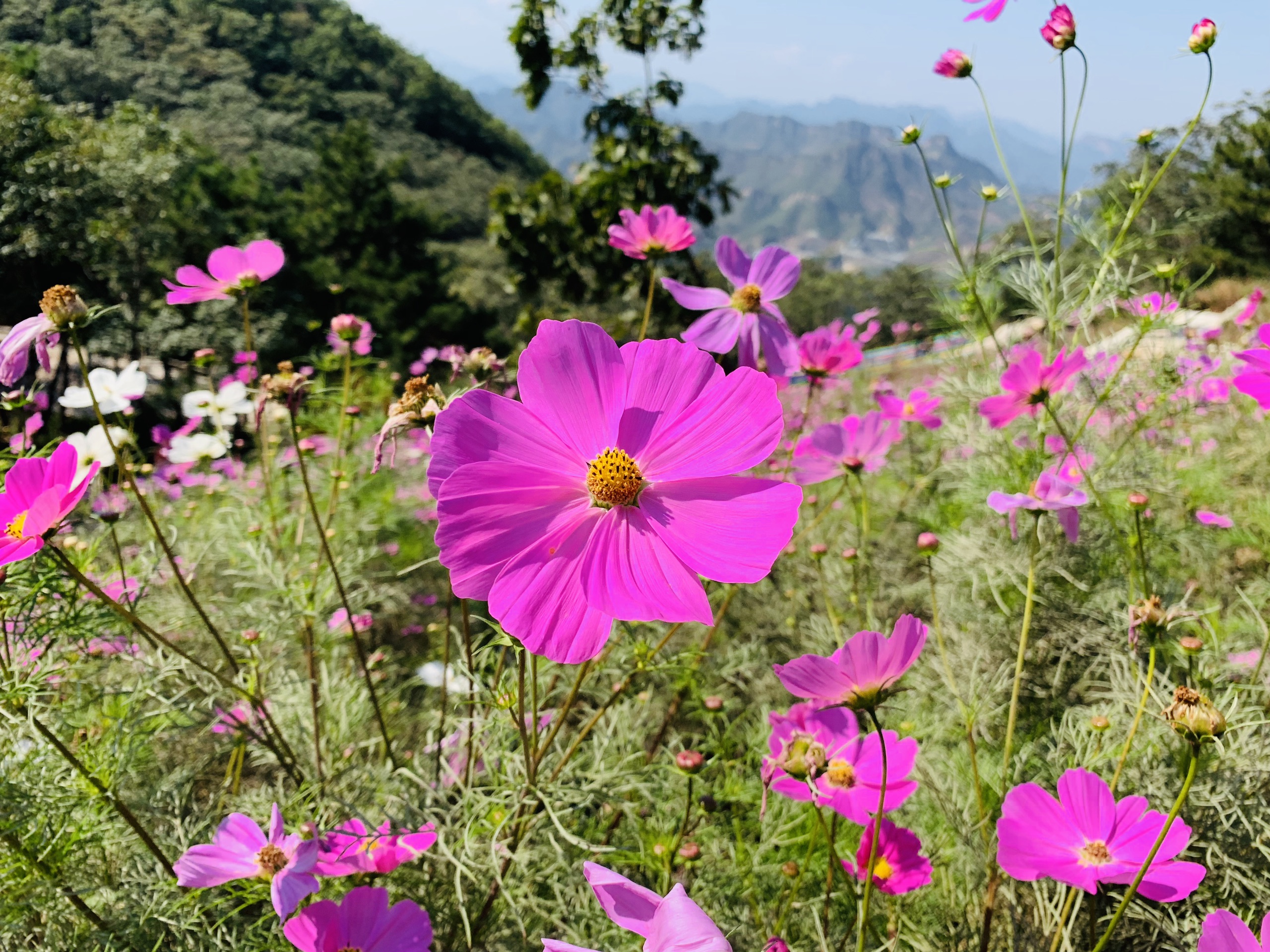 【寬城縣景點圖片】承德天門山