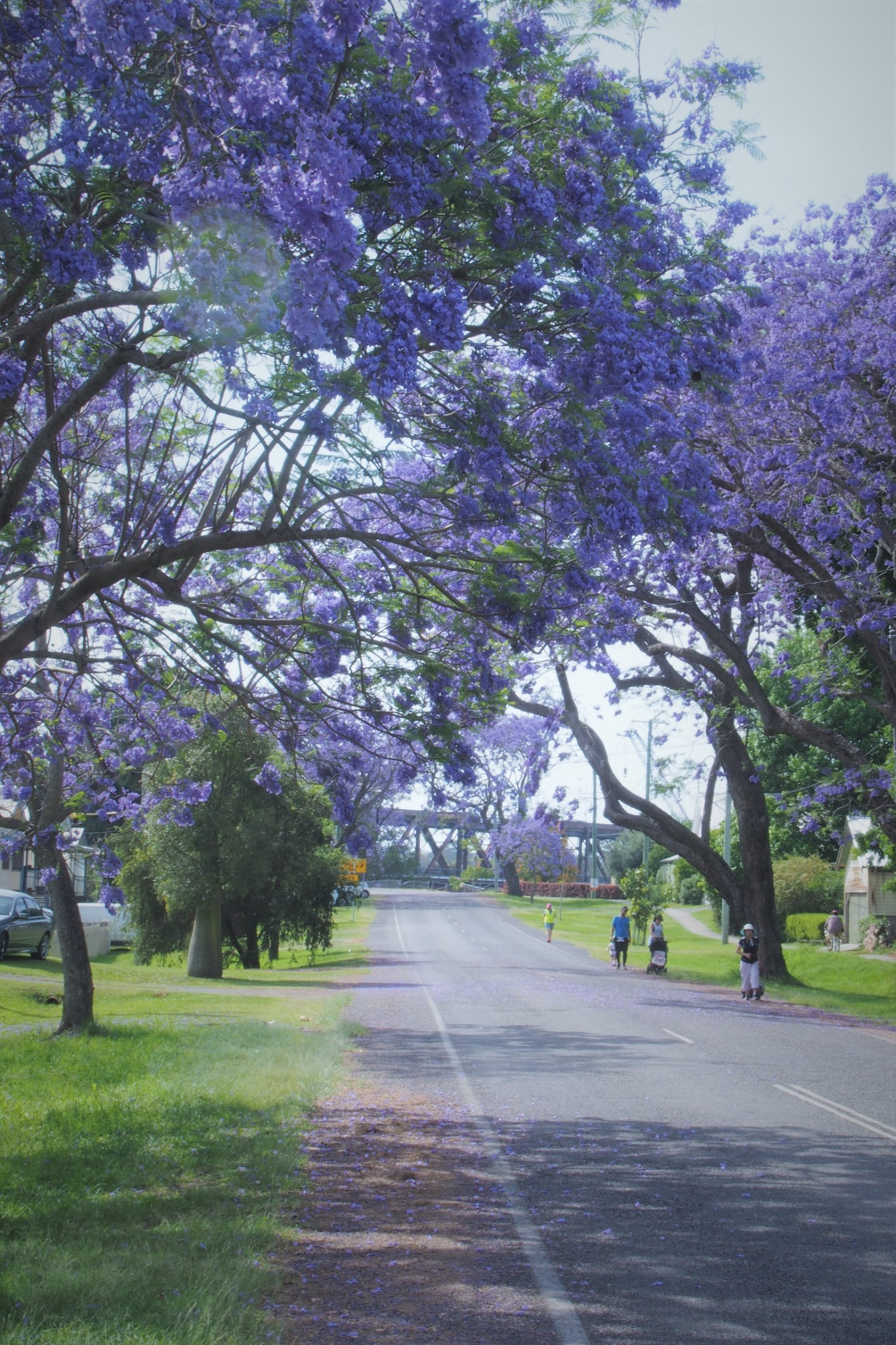 十月最浪漫的梦:邂逅澳洲最美蓝花楹小镇!