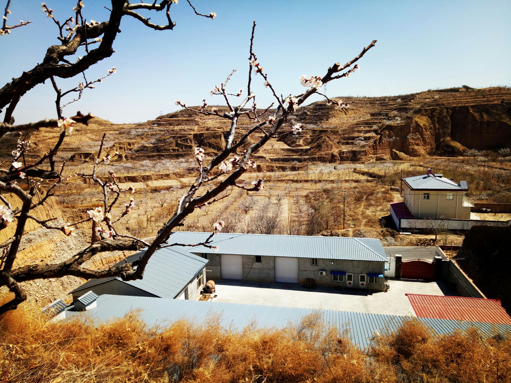 2019-4-14河北怀来石片村万亩黄杏正开花