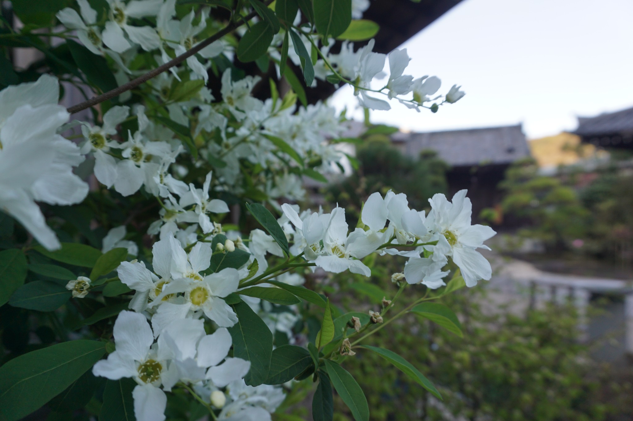 京都自助遊攻略