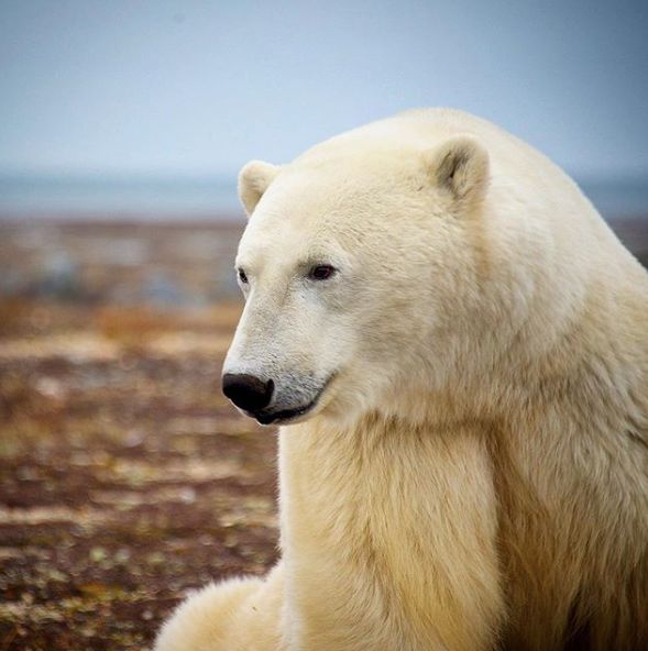 关于北极熊的36 个惊人真相