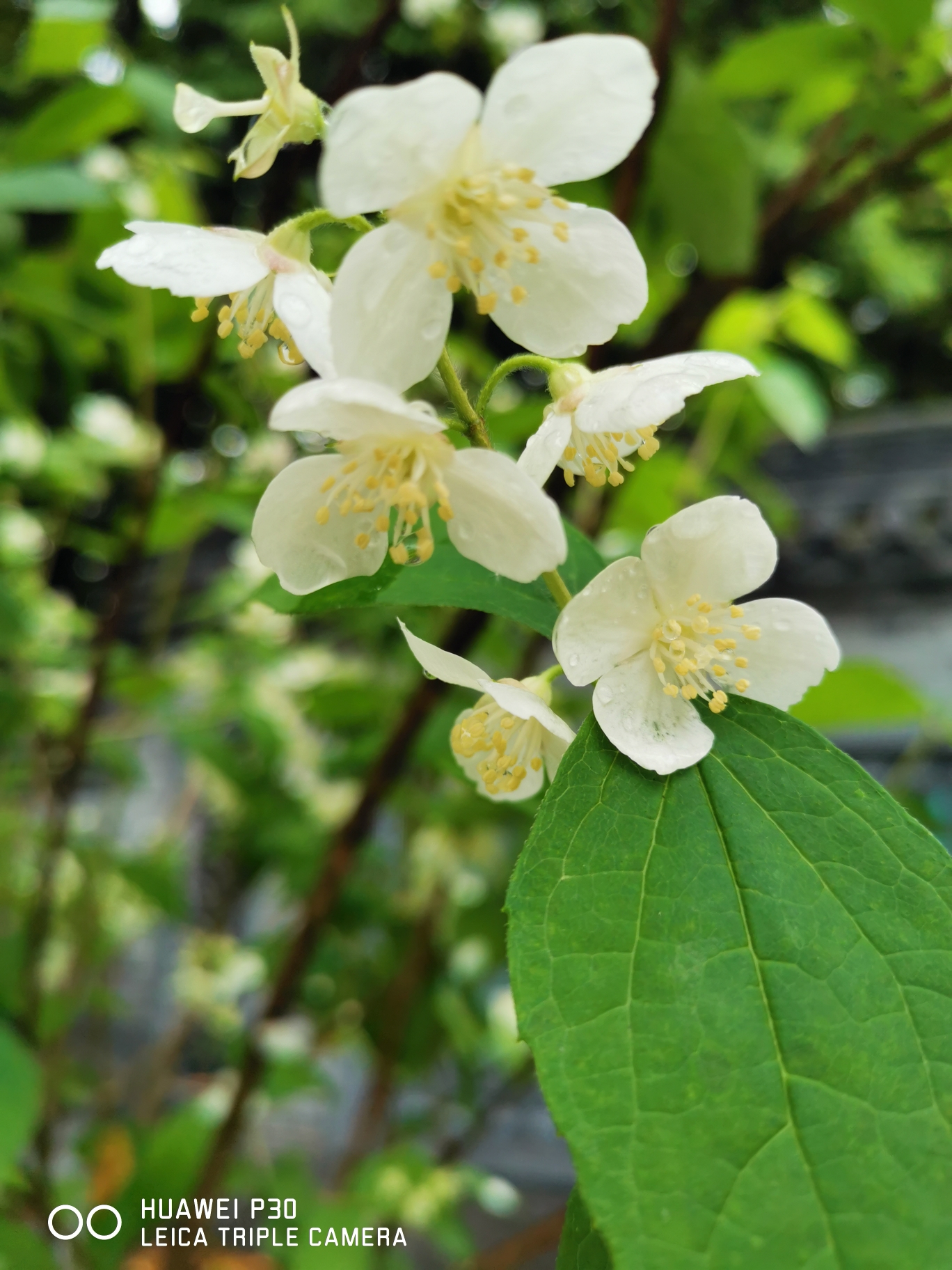 【太平花】这花是有故事的花