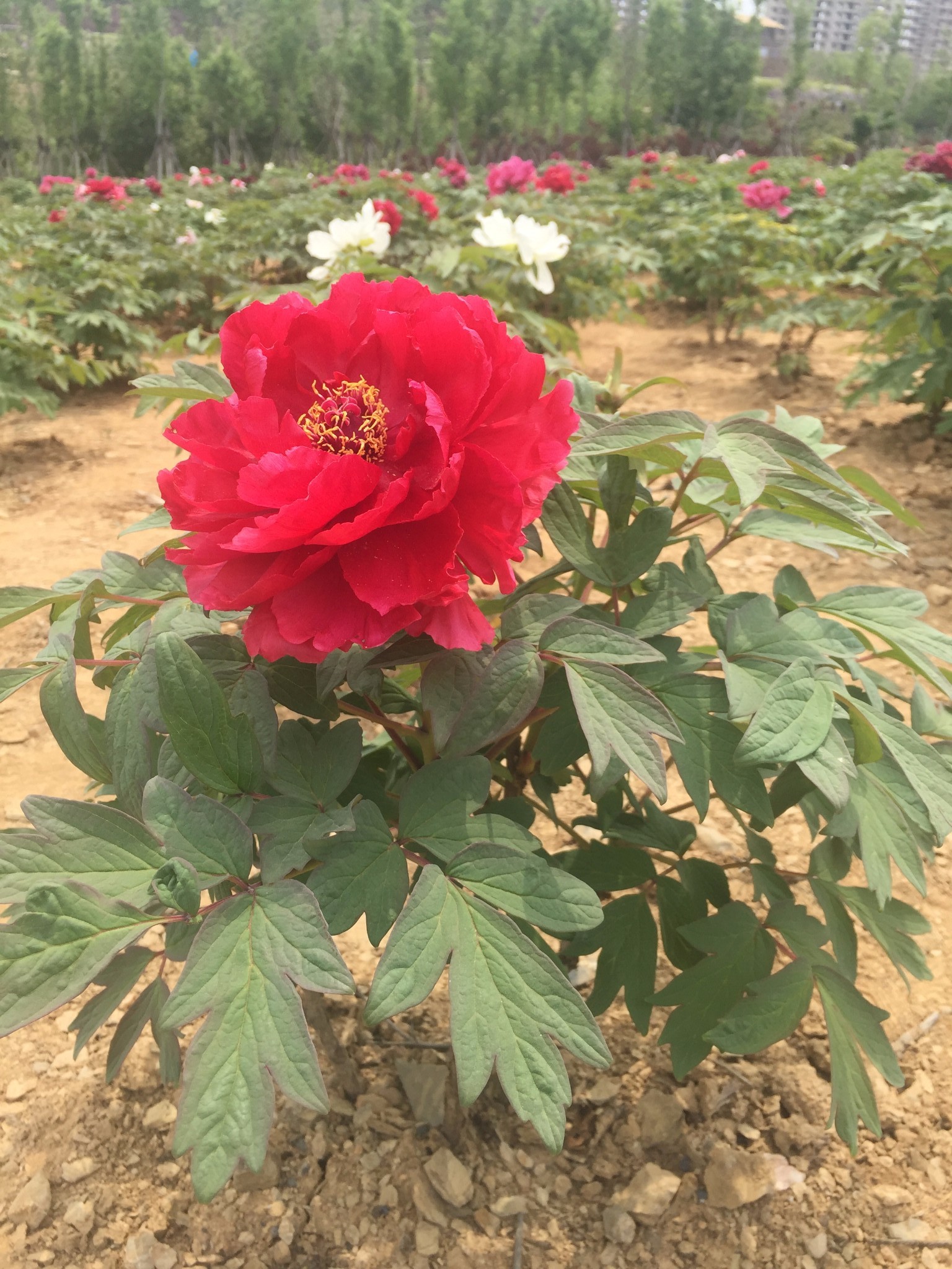 大連旅順華醞牡丹園