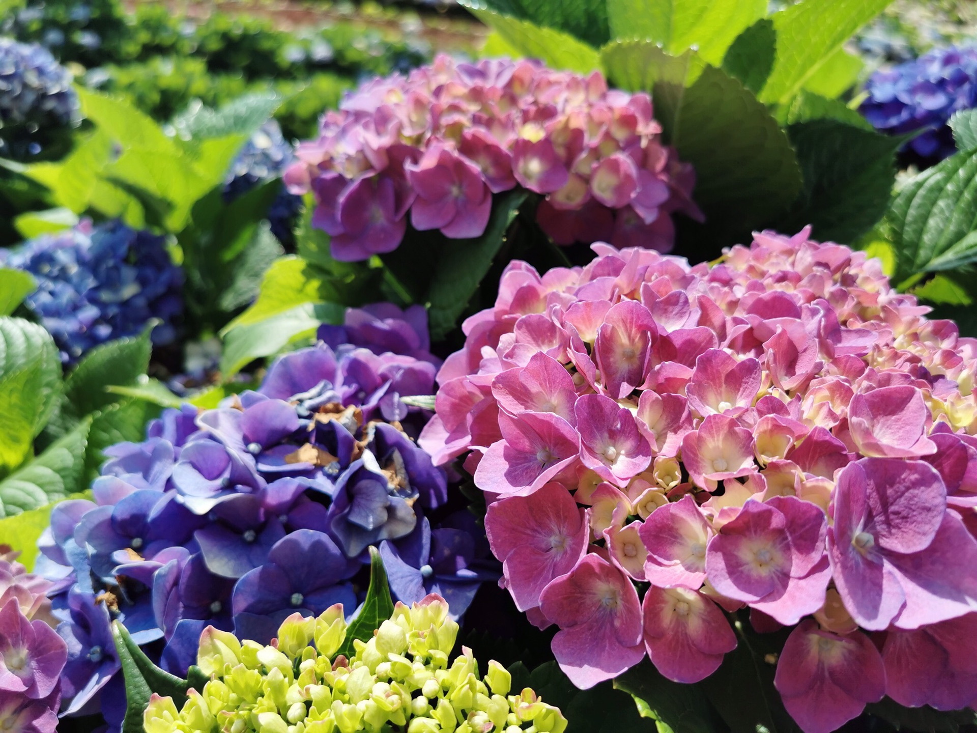 云南小众游玩打卡地-南国山花,玉溪自助游攻略 - 马蜂窝