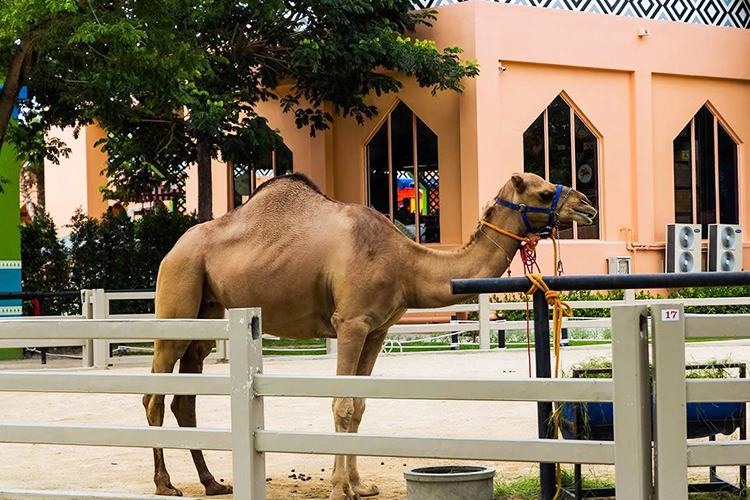 泰國旅行華欣摩洛哥駱駝公園camelrepublic遊樂園動物園購物商場