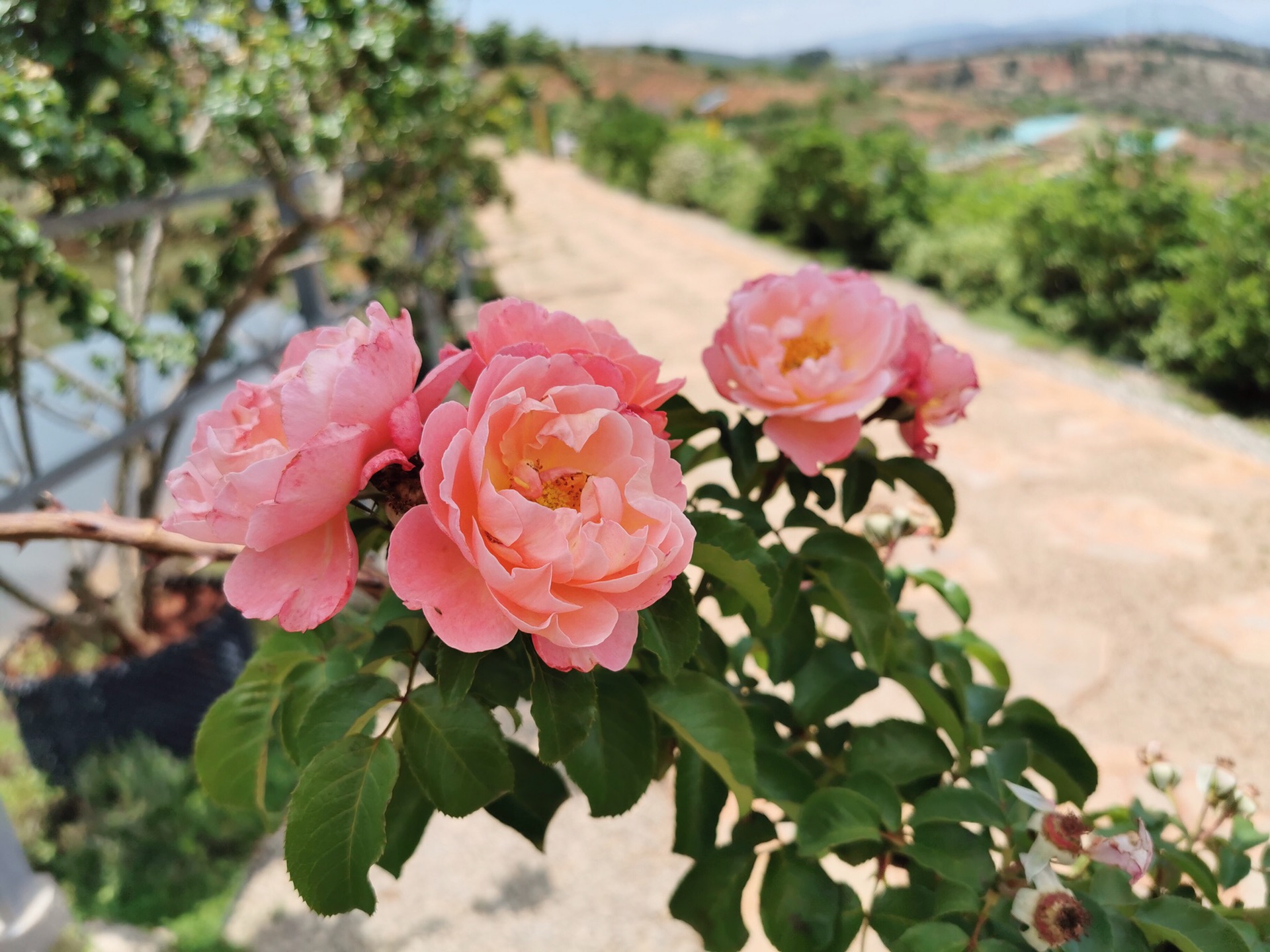 云南小众游玩打卡地-南国山花,玉溪自助游攻略 - 马蜂窝