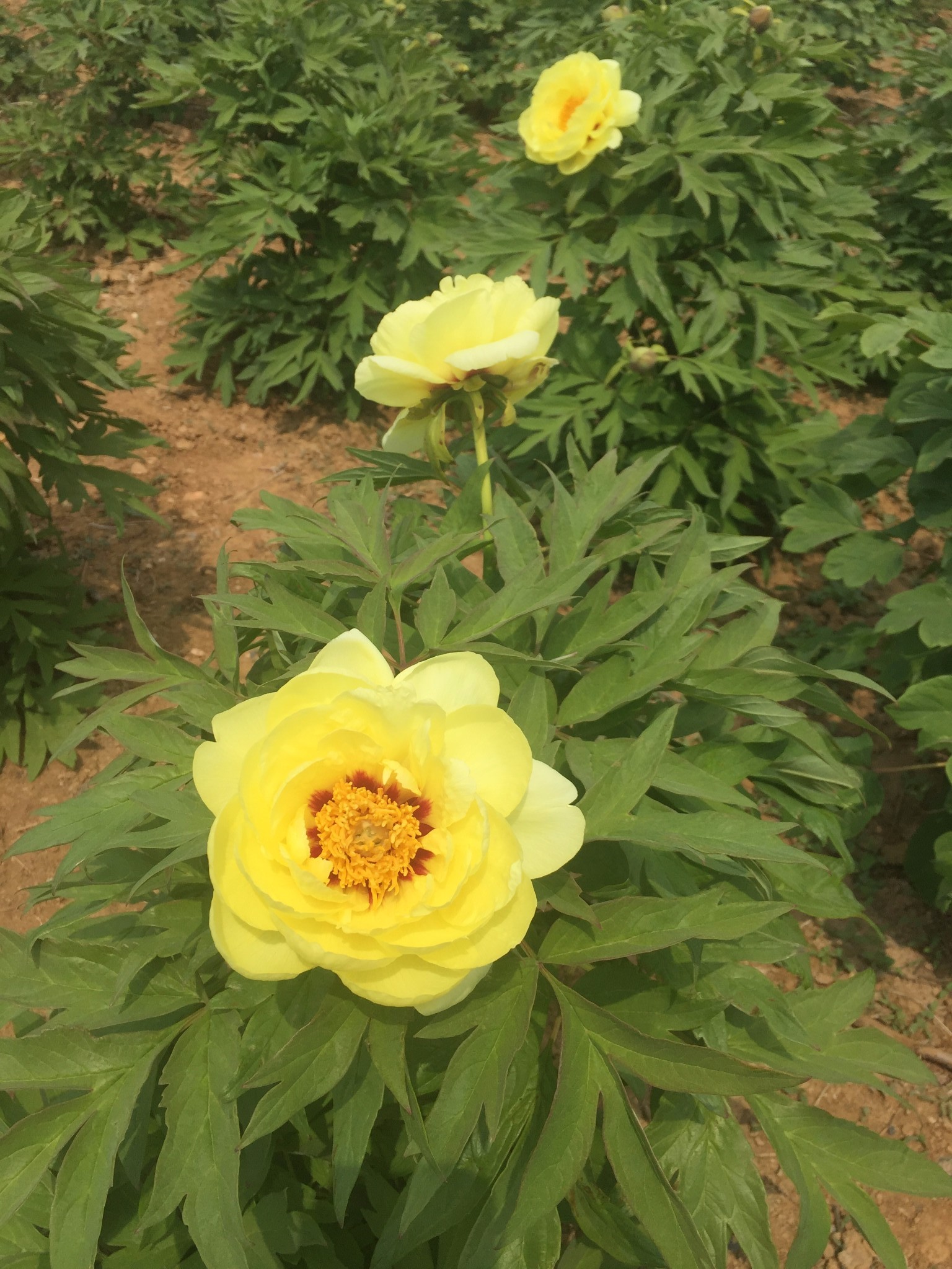 大連旅順華醞牡丹園