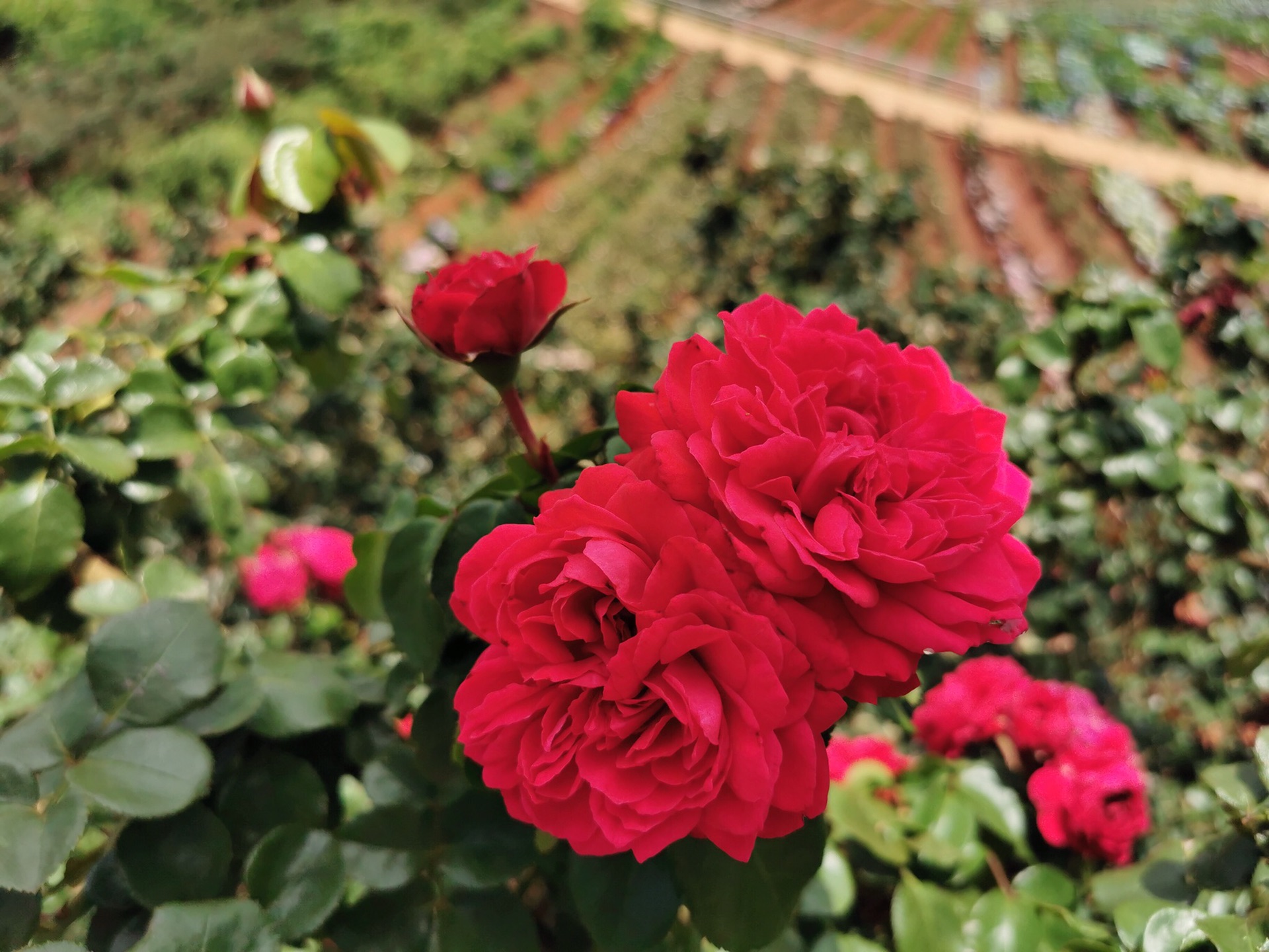 云南小众游玩打卡地-南国山花,玉溪自助游攻略 - 马蜂窝