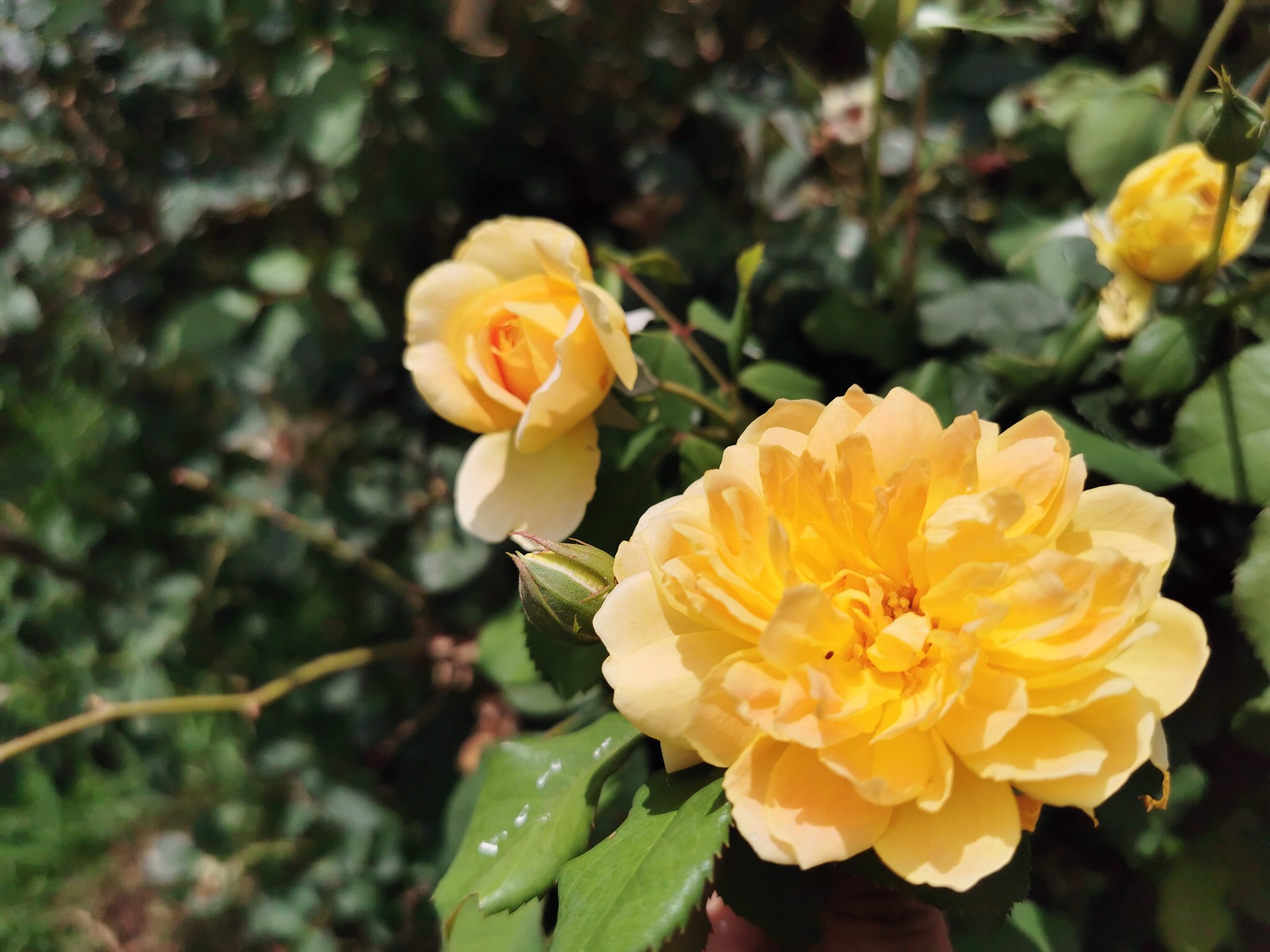 云南小众游玩打卡地-南国山花,玉溪自助游攻略 - 马蜂窝