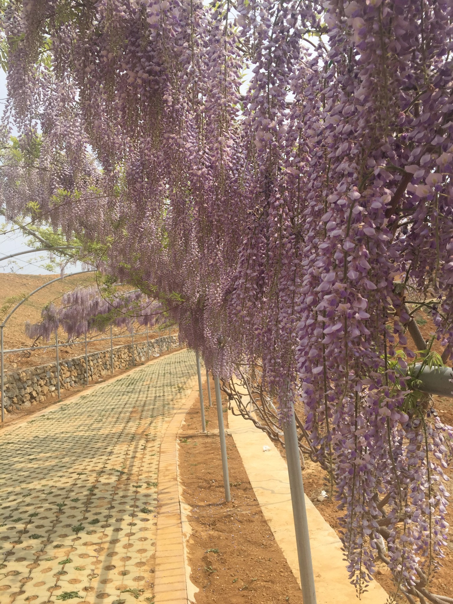 大連旅順華醞牡丹園