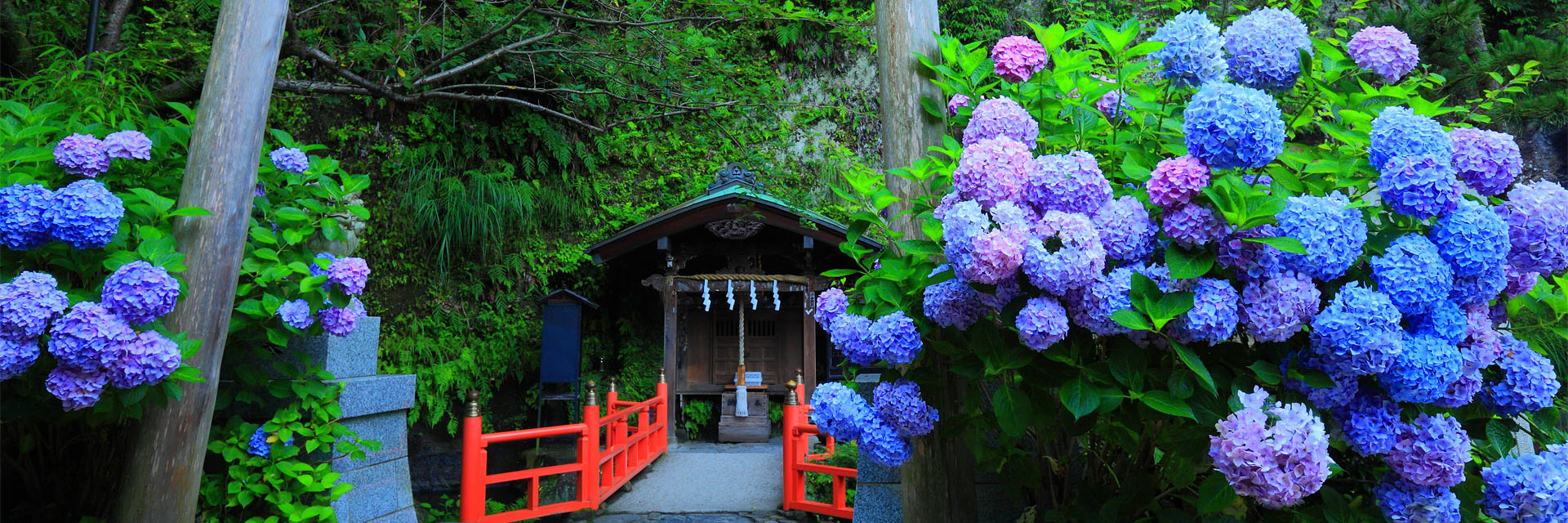 梅雨季限定 日本赏紫阳花必去浪漫景点大公开 旅游攻略 马蜂窝