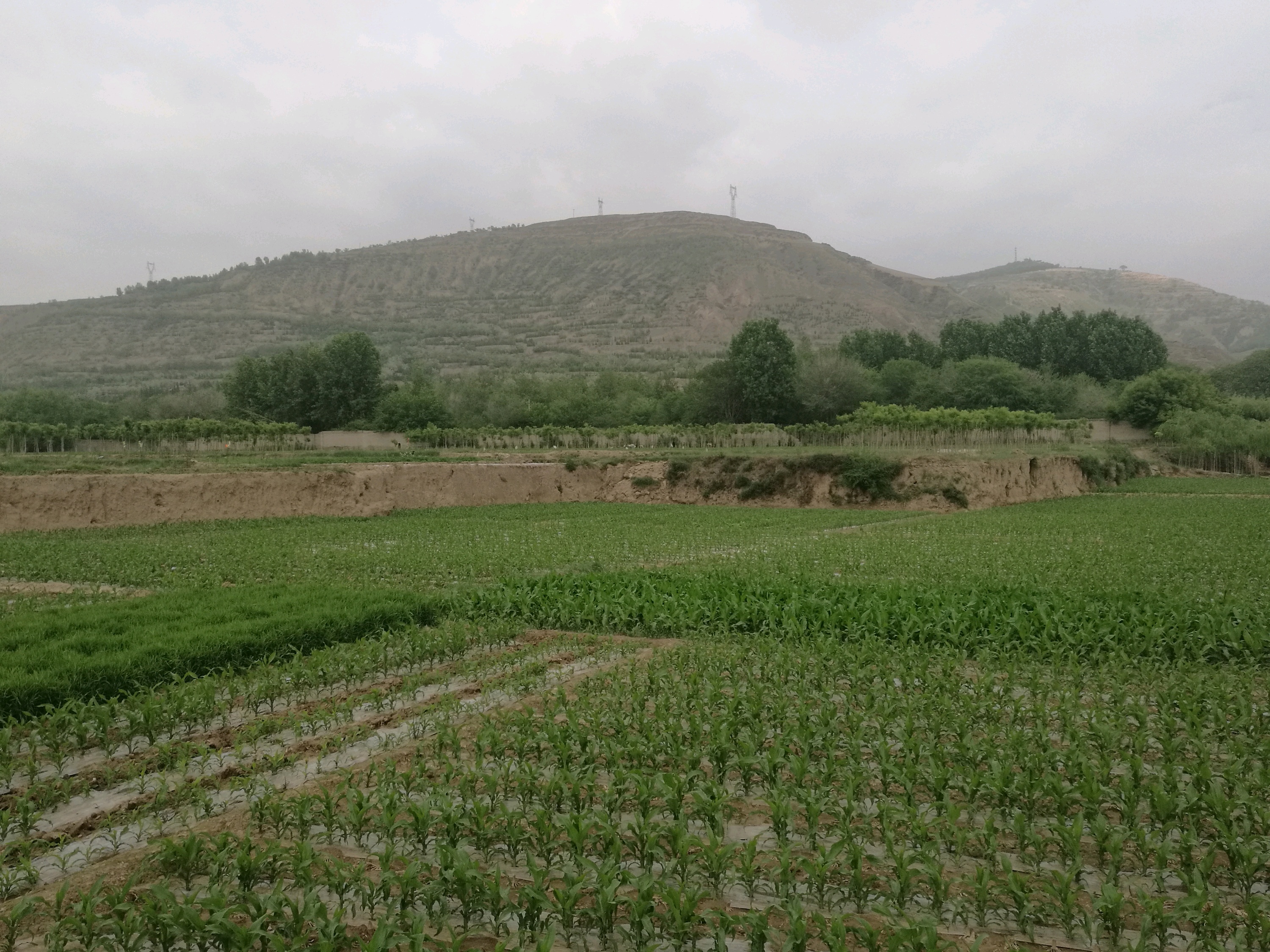 海峰核桃园 海峰核桃园