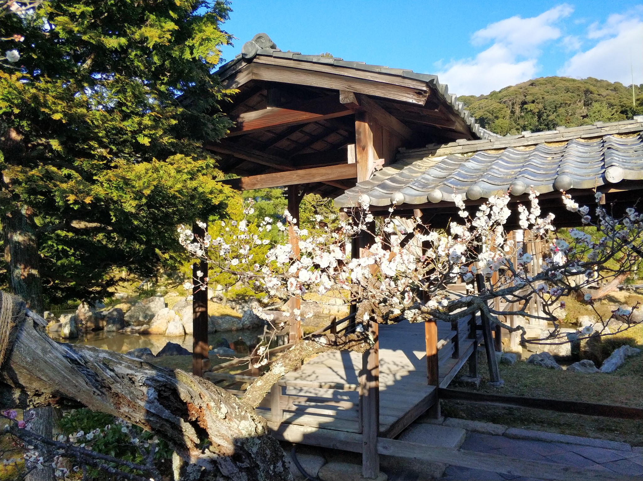 京都自助遊攻略