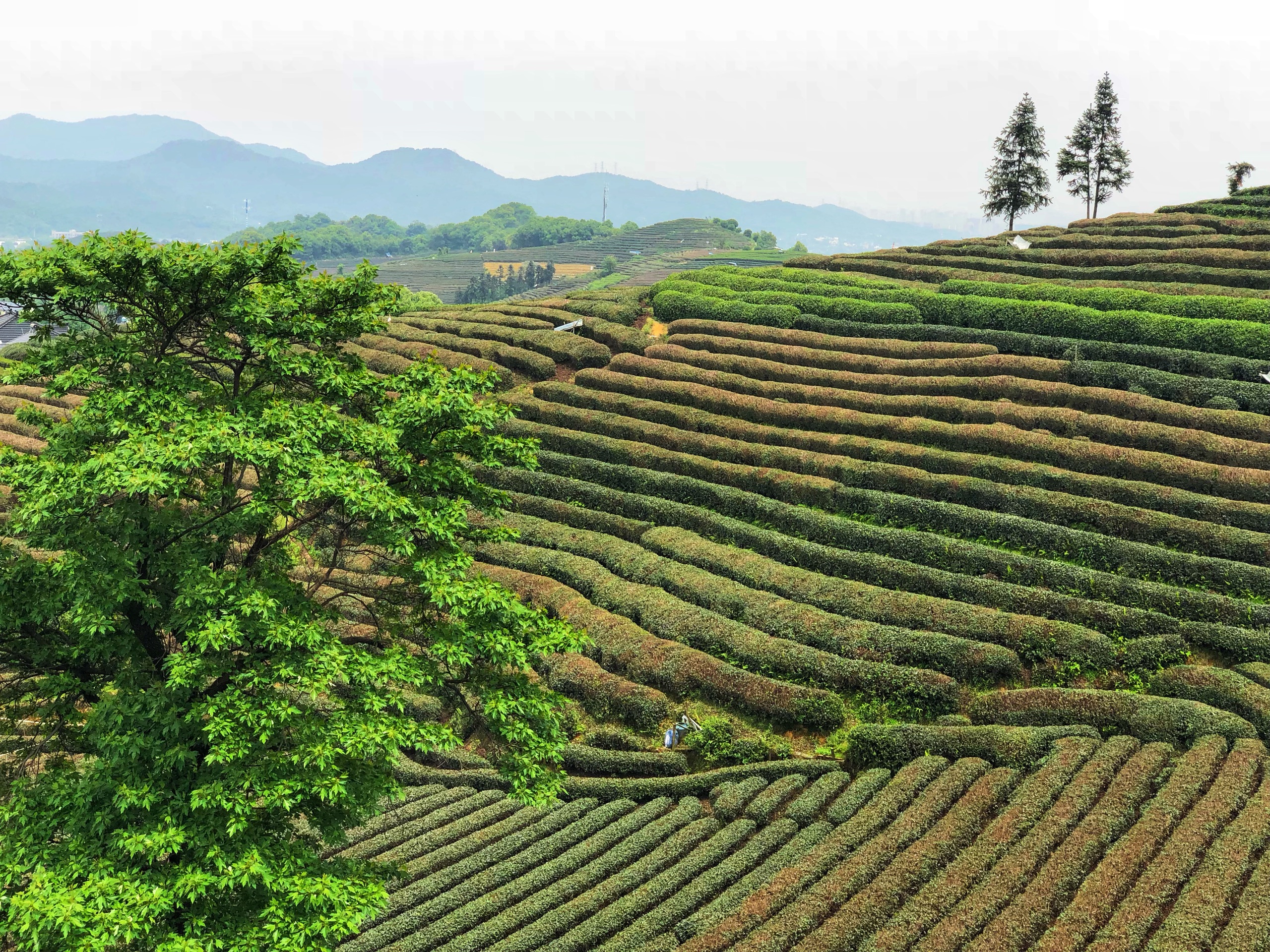 龙坞茶树餐厅