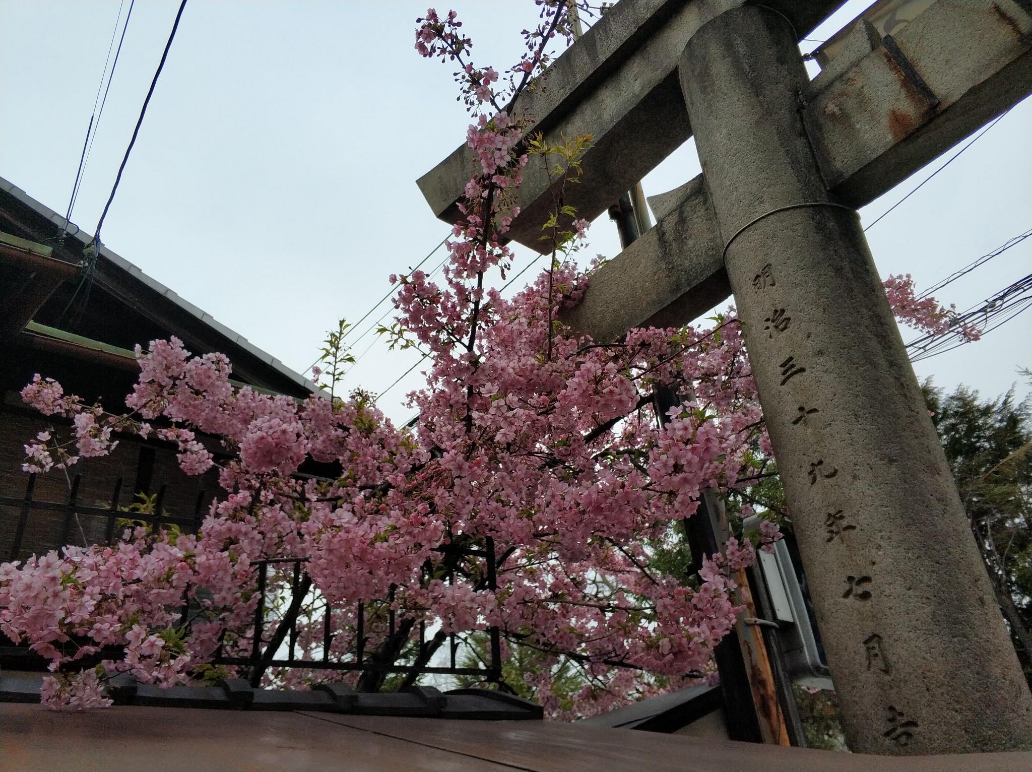 京都自助遊攻略