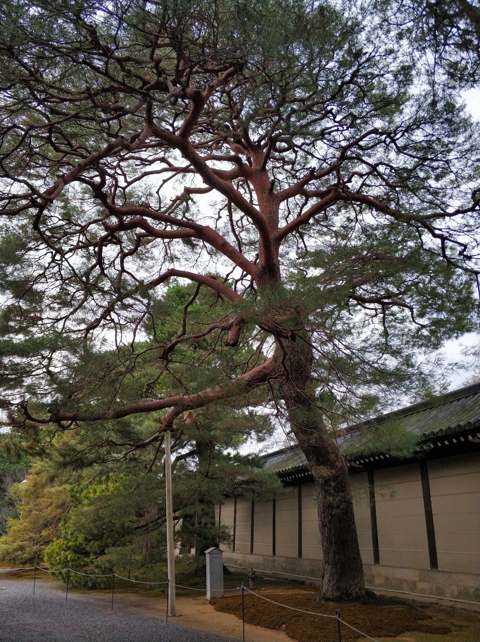 京都自助遊攻略