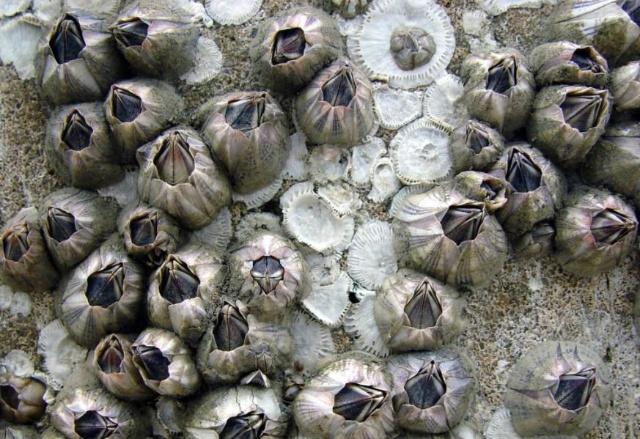 来南麂岛当然要尝尝当地最正宗的海鲜啦!