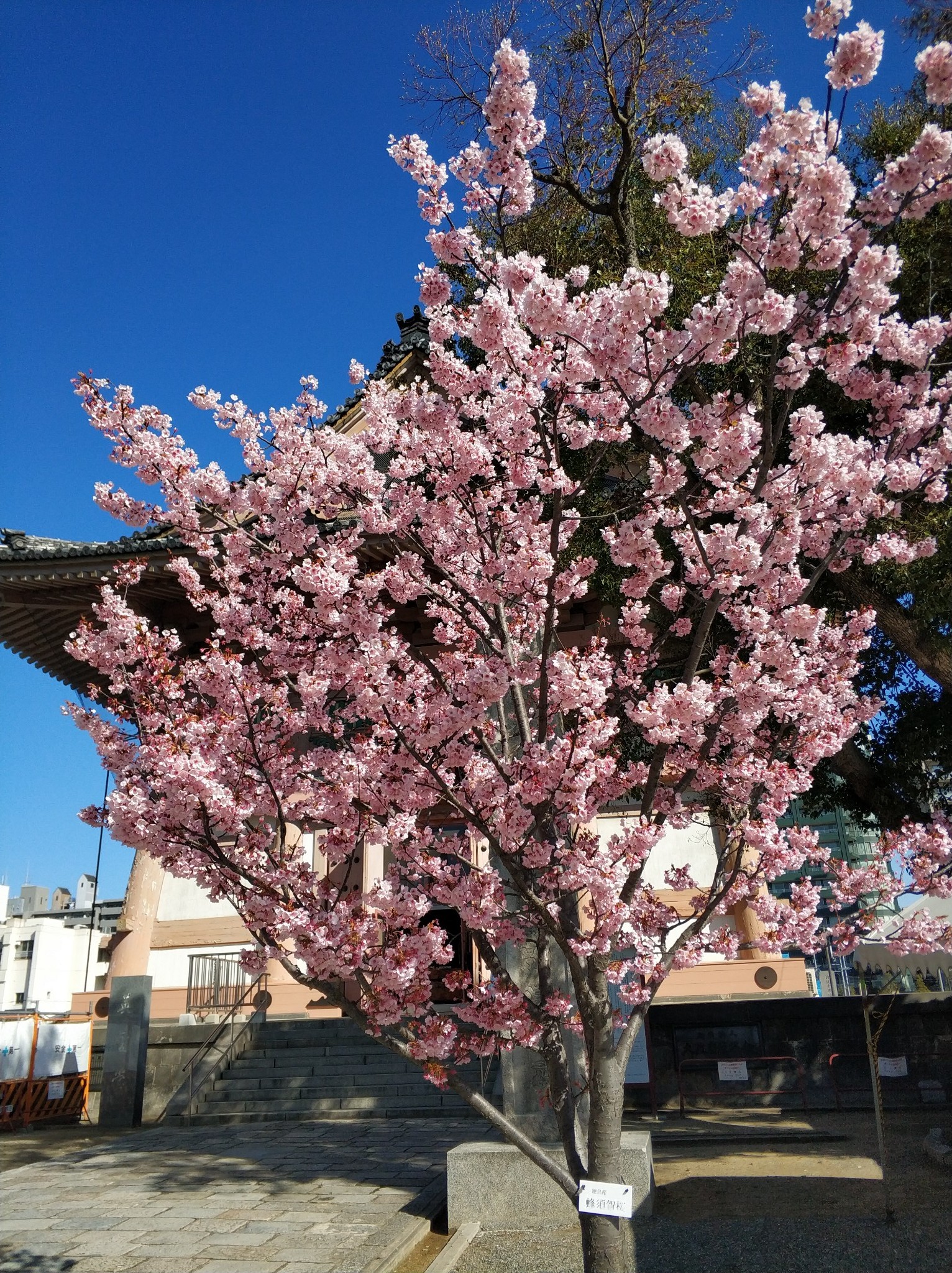 京都自助遊攻略