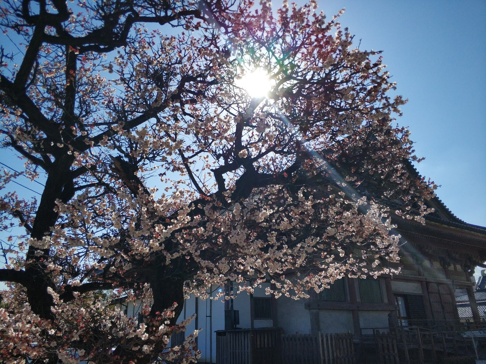 京都自助遊攻略