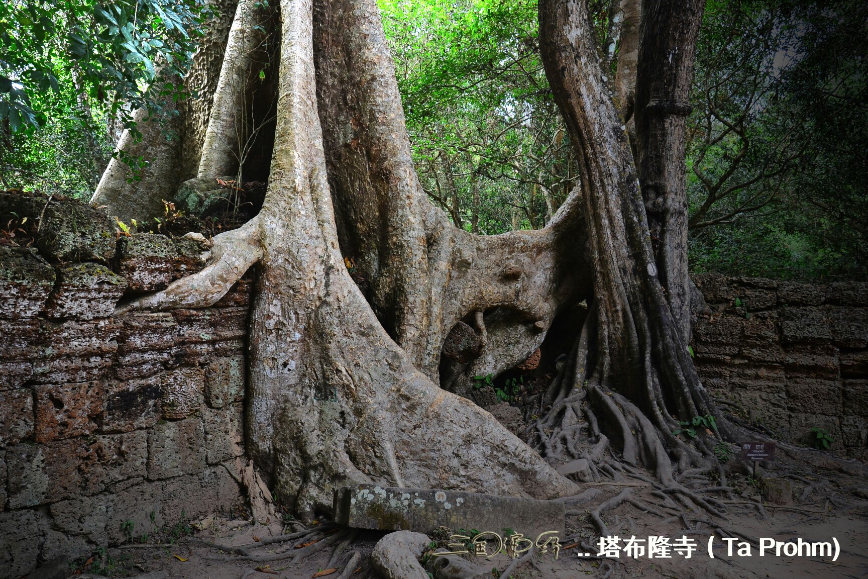 柬埔寨自助遊攻略