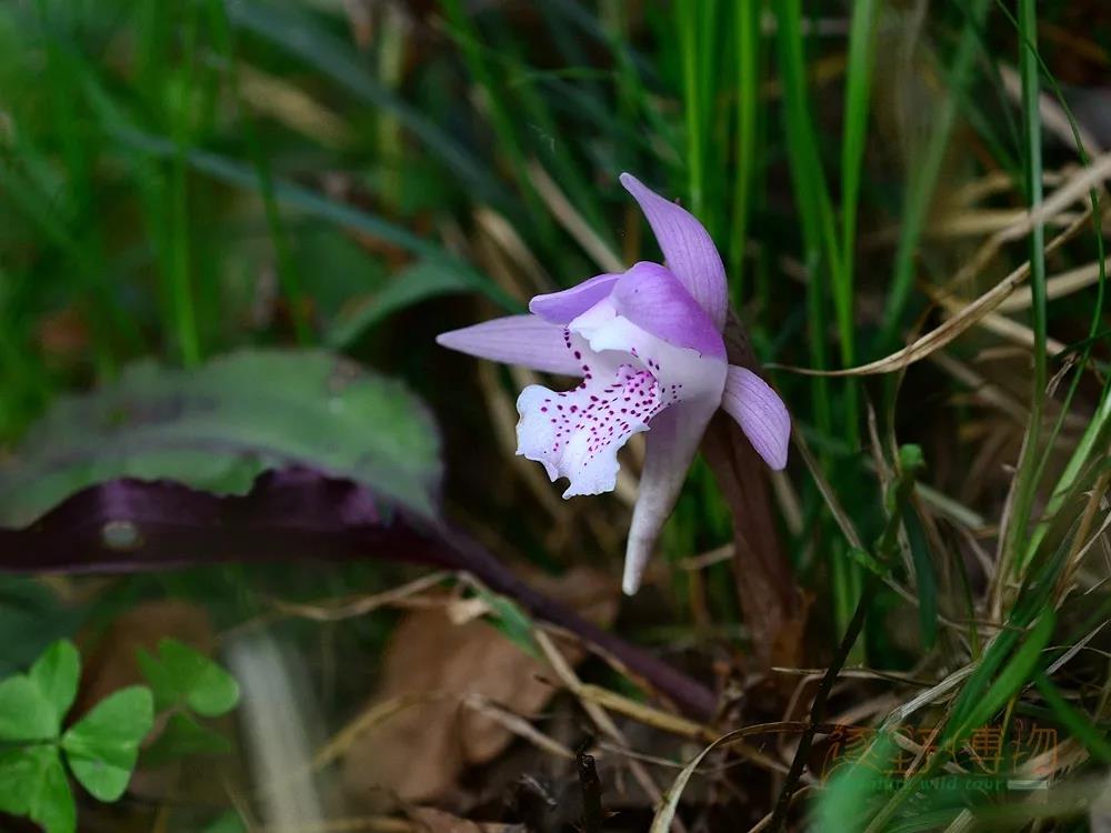 林中仙子—独花兰