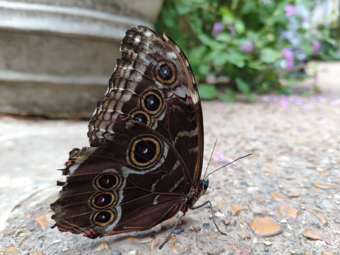 Reiman Gardens