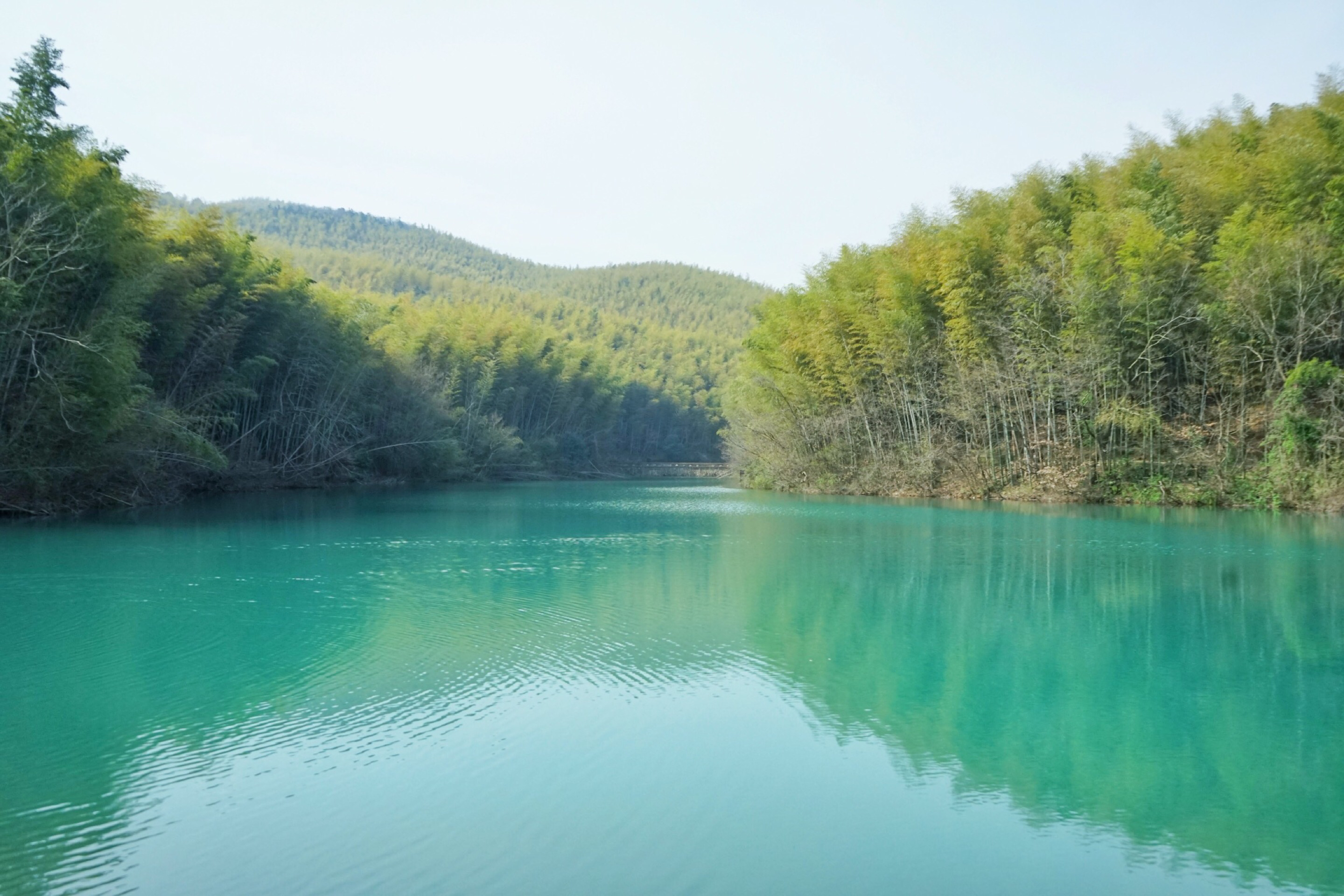 石塘竹海