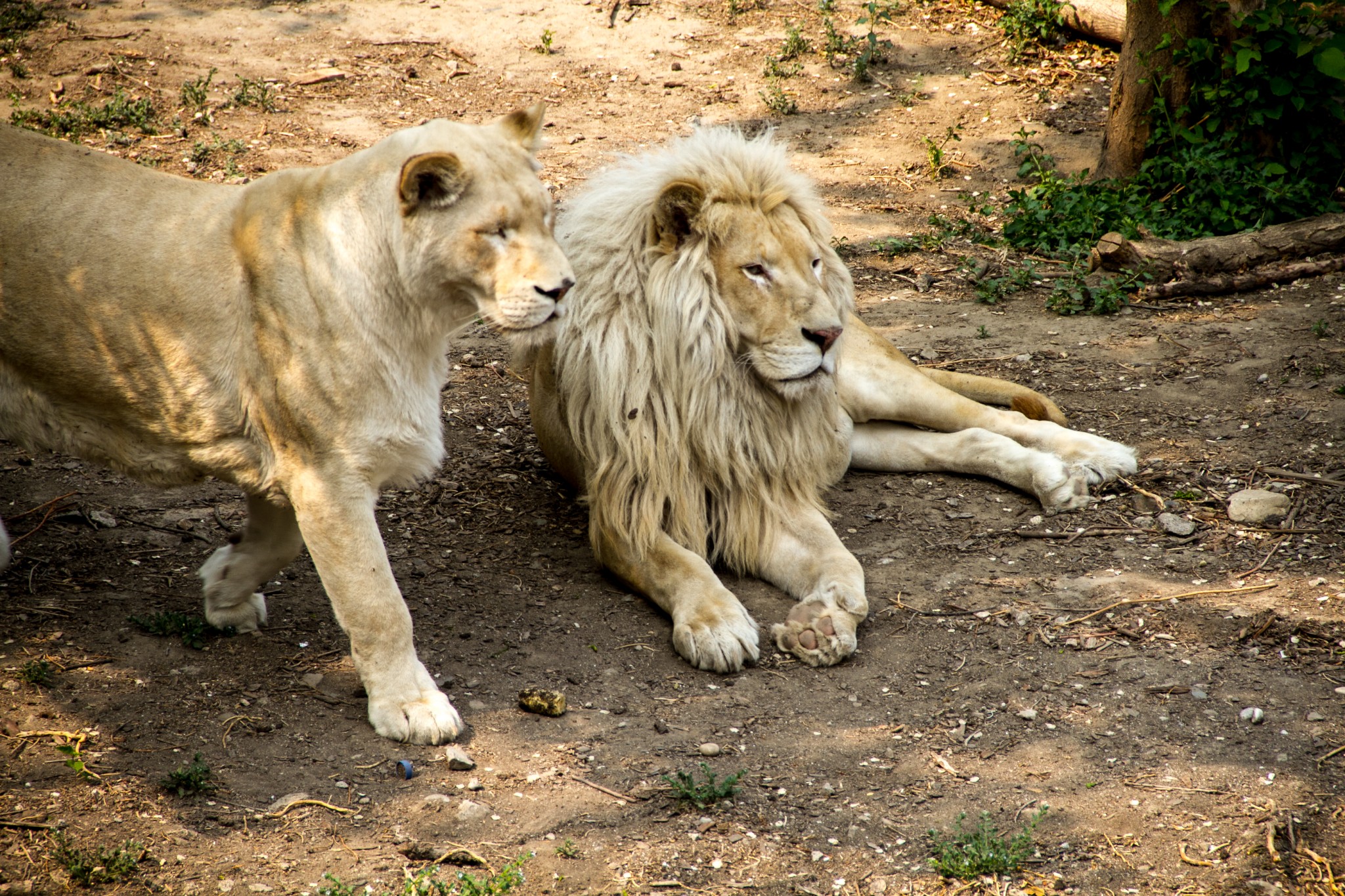 北京動物園一日遊找尋童真