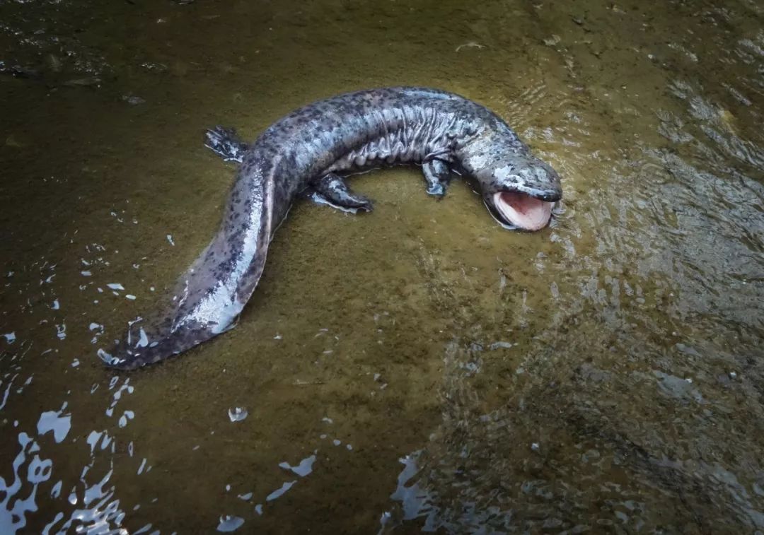 贵州第一山,为什么是梵净山?