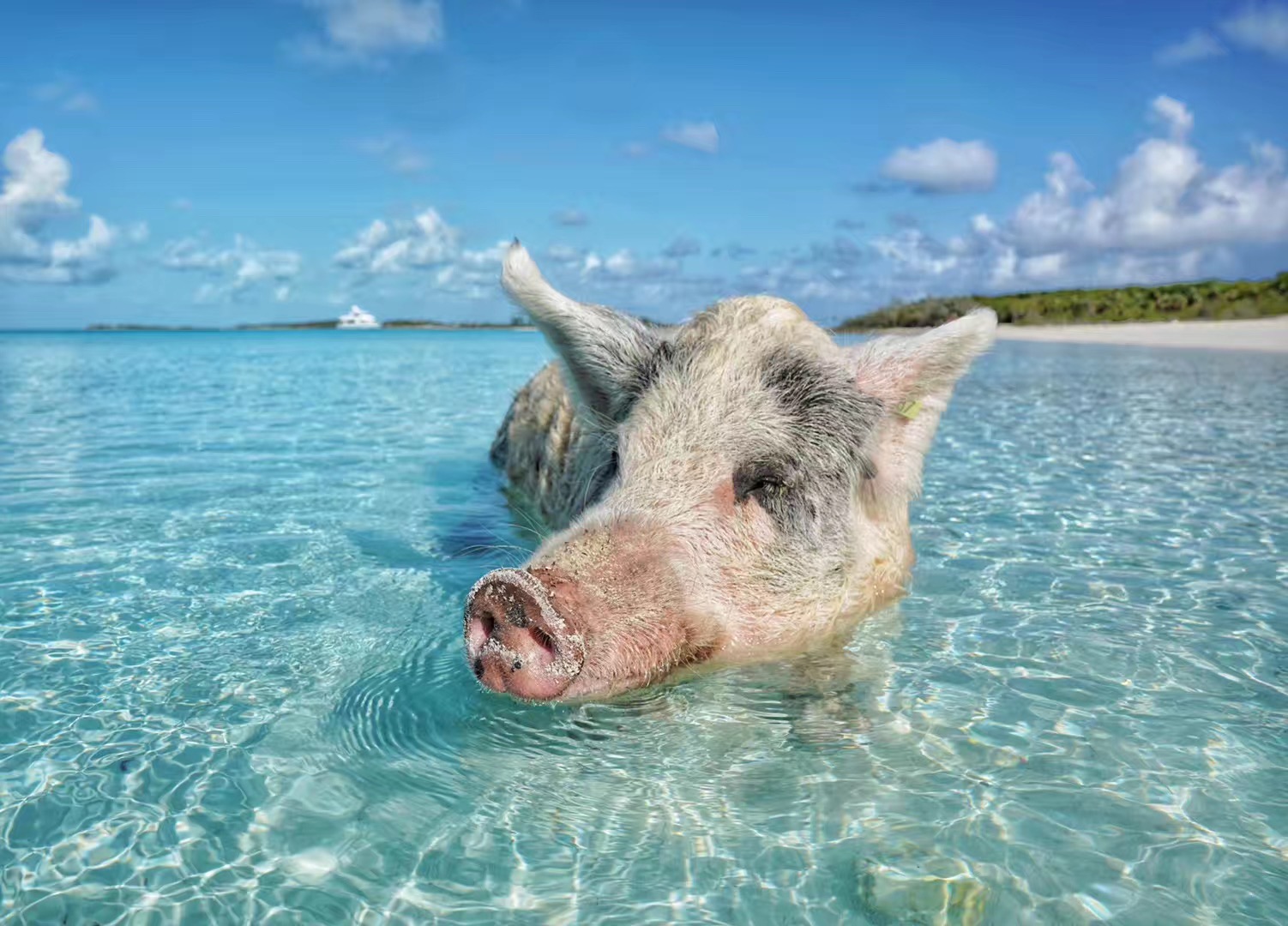 巴哈马沙滩猪图片