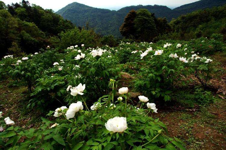 成都周邊看花一日遊哪裡好