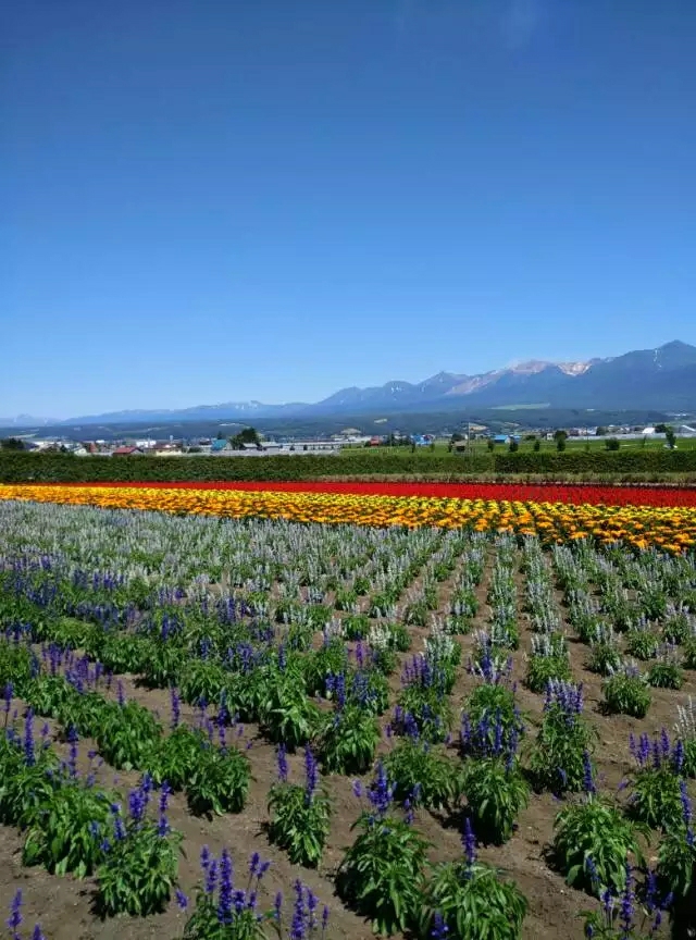 北海道7月薰衣草庄园