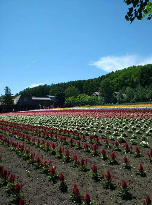北海道7月薰衣草庄园