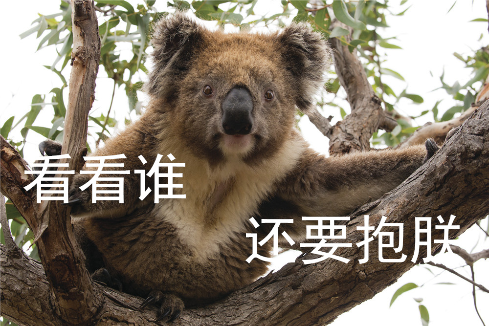 用了南澳的动物表情包,妈妈再也不担心我斗图了!