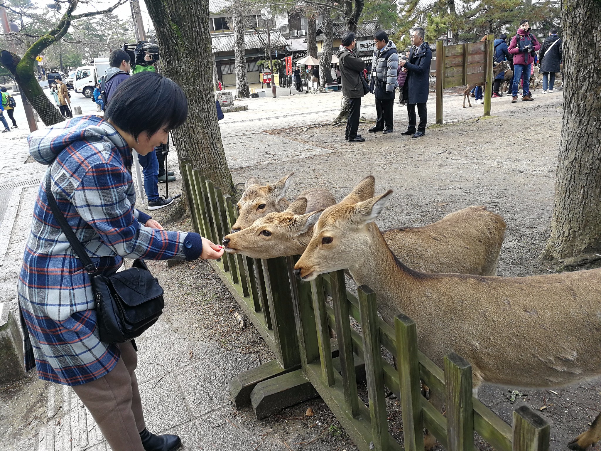 京都自助遊攻略