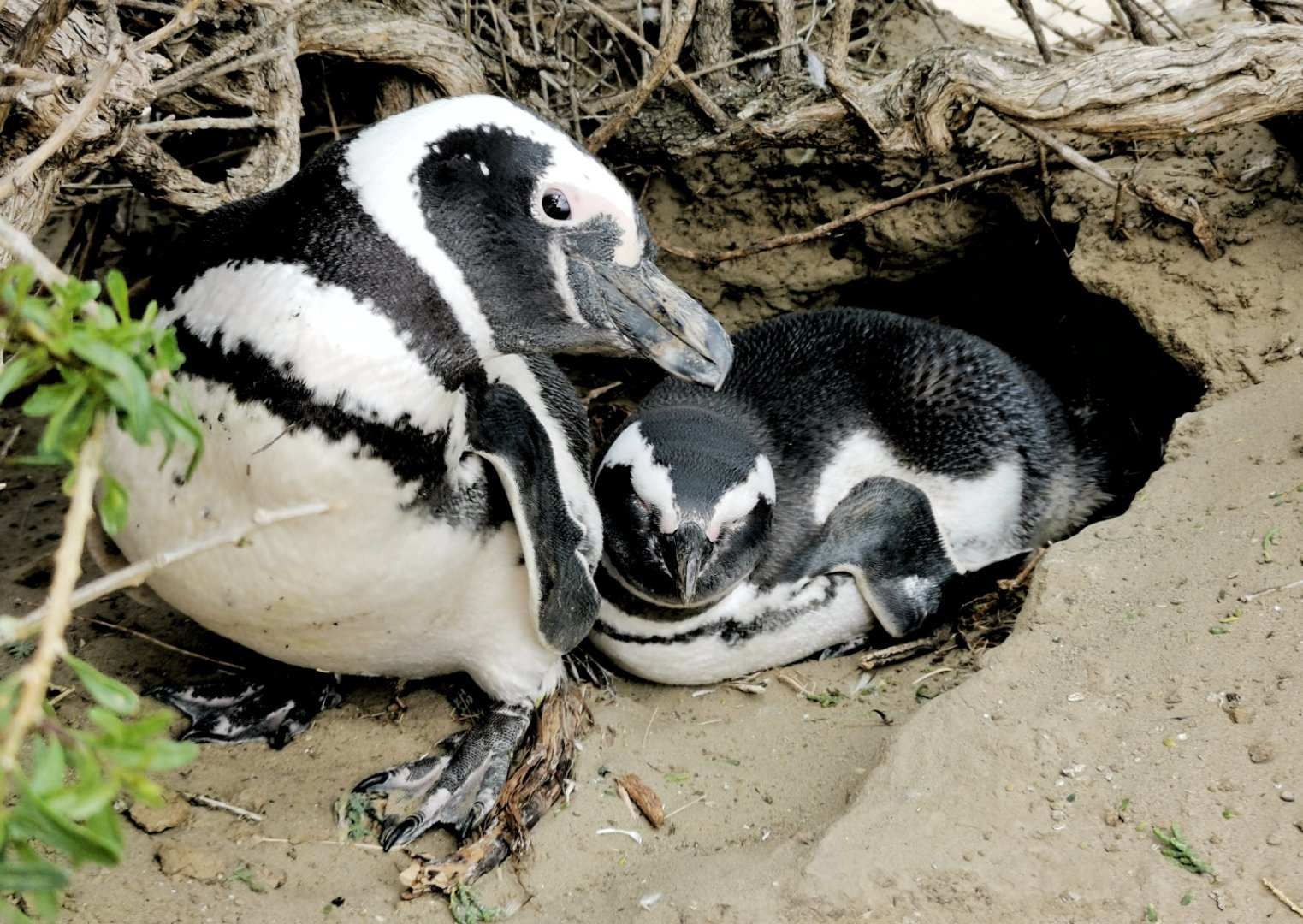 阿根廷自助遊攻略