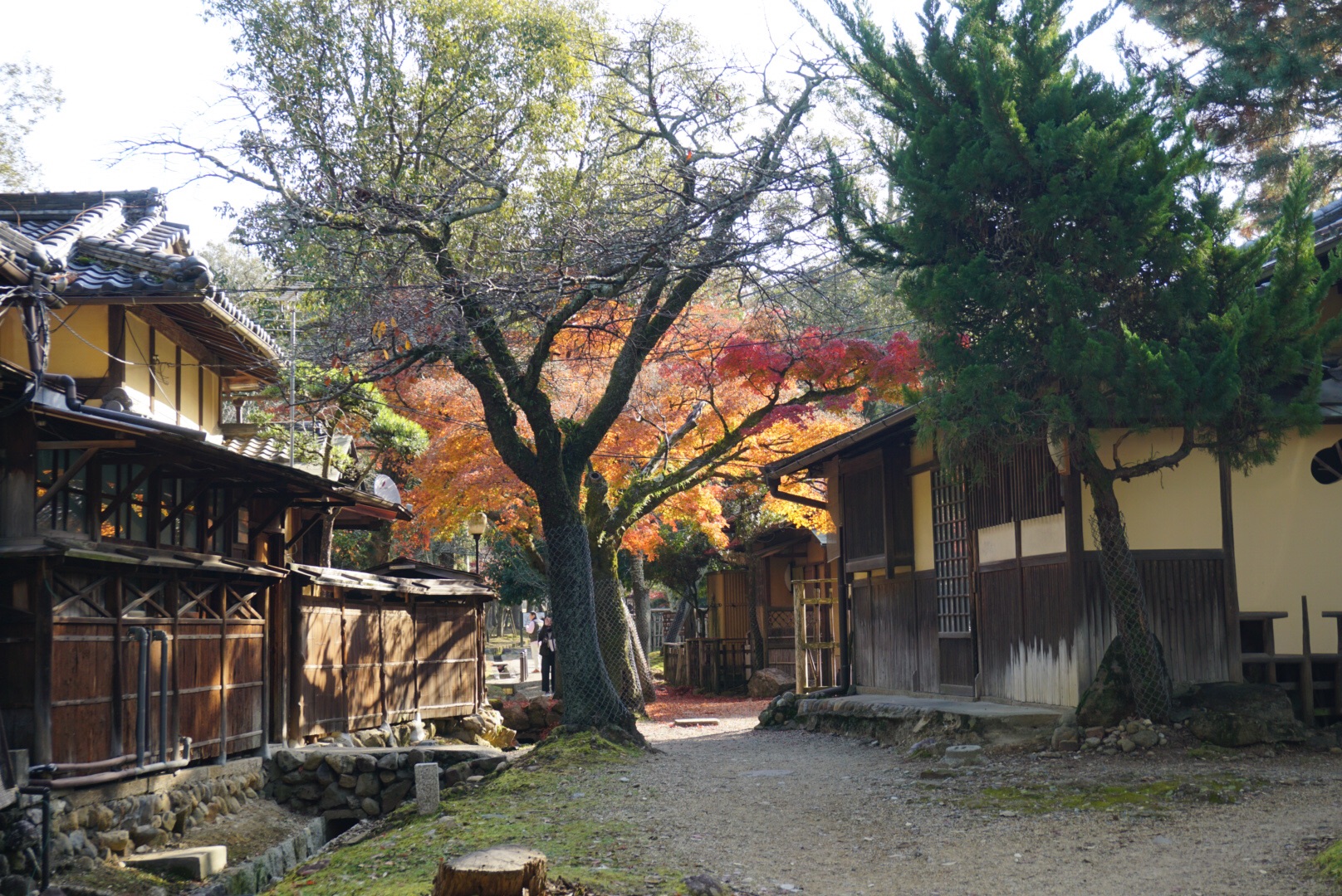 京都自助遊攻略